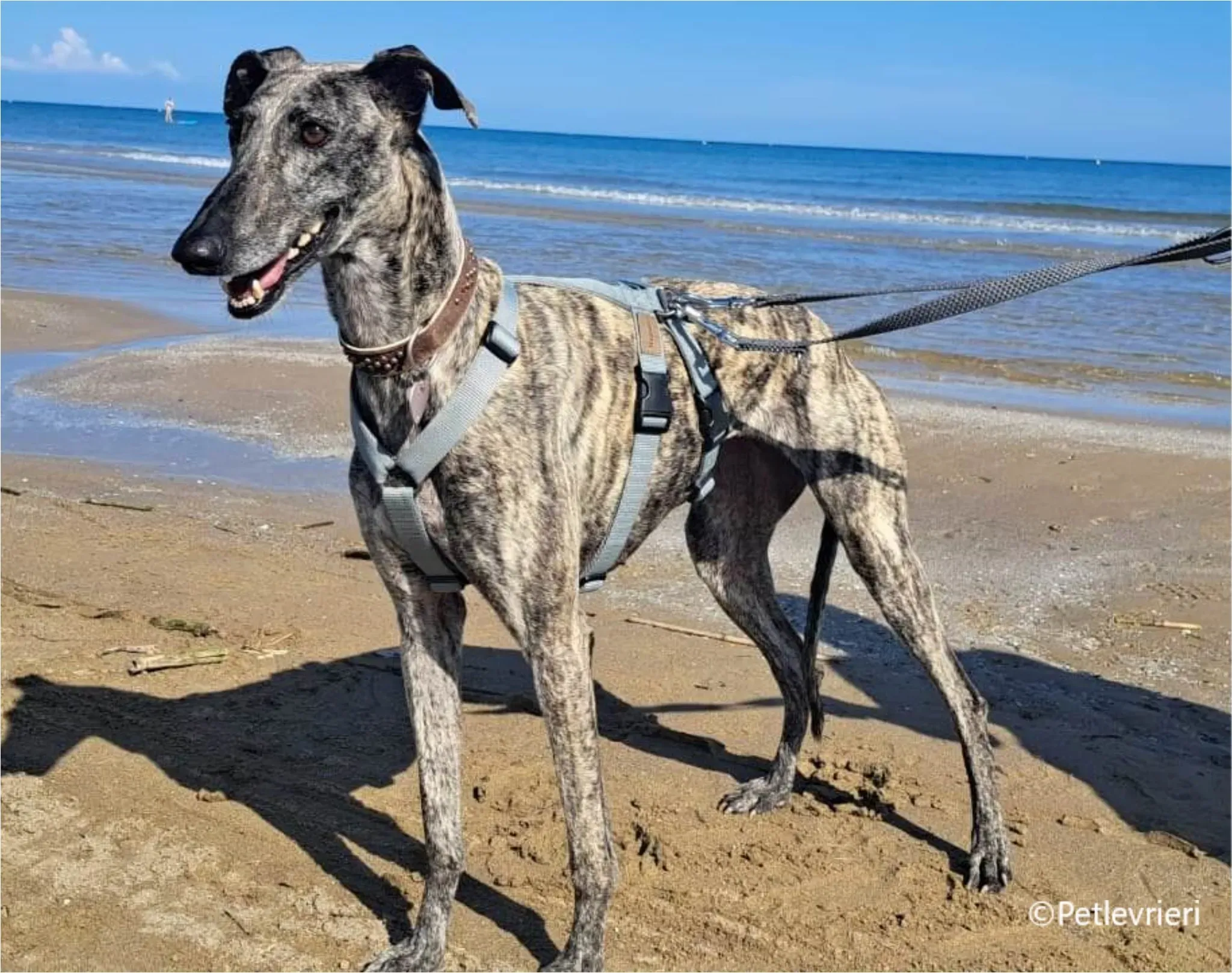 petra galga pet levrieri felici casa16