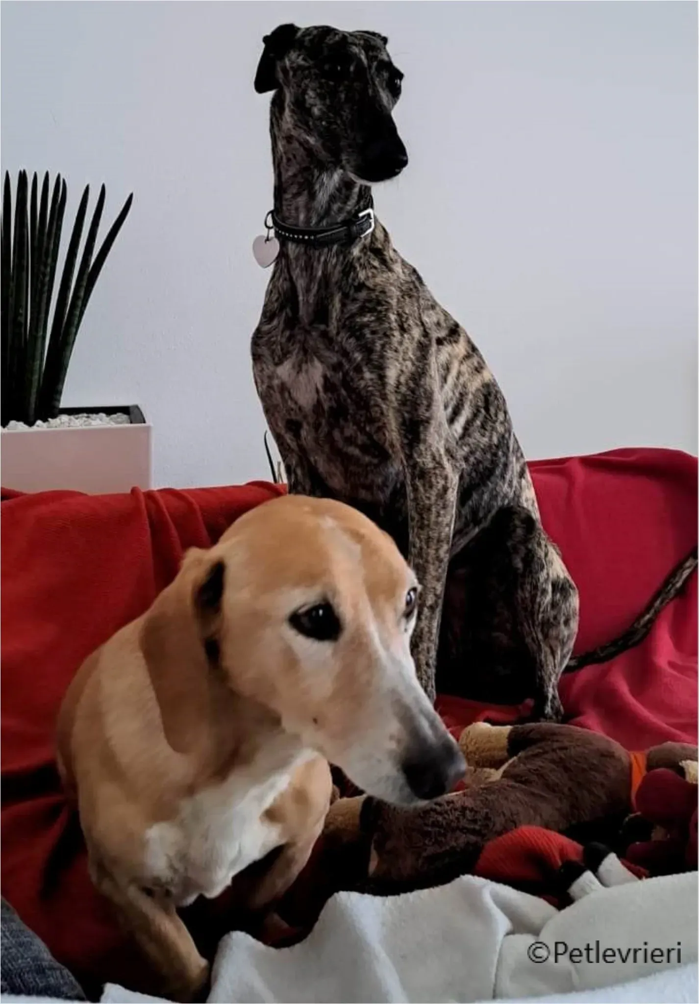 petra galga pet levrieri felici casa17