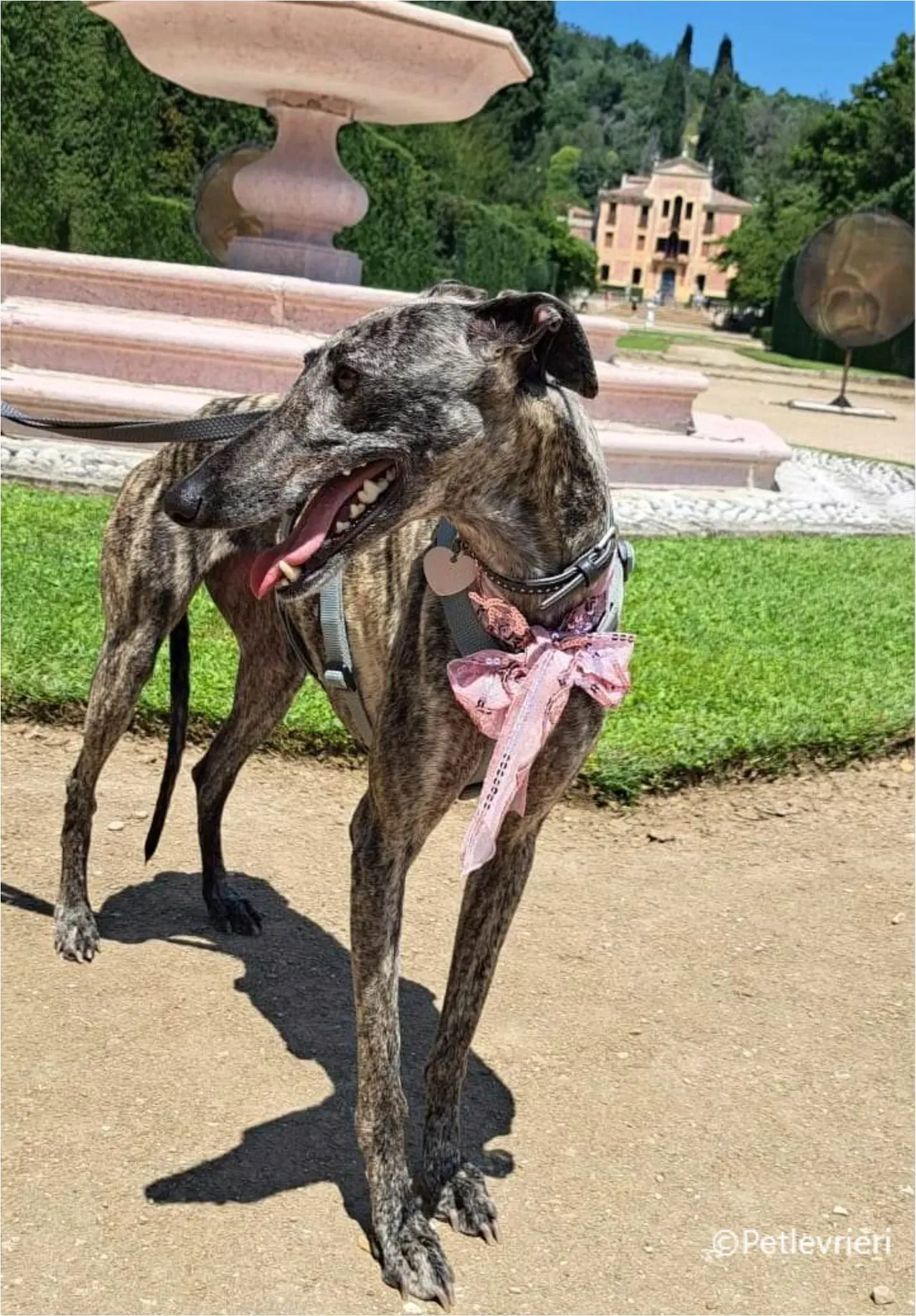 petra galga pet levrieri felici casa2