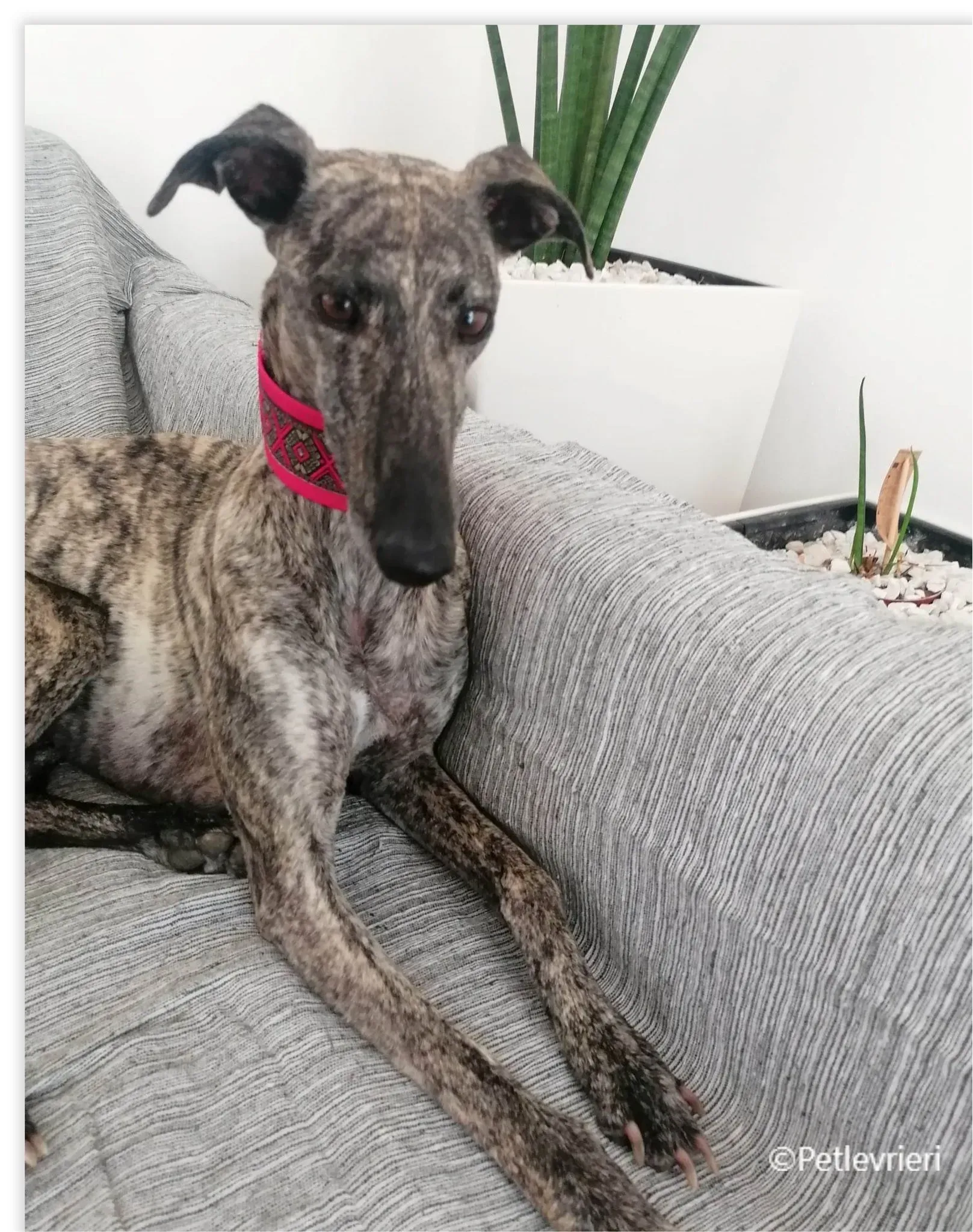 petra galga pet levrieri felici casa4