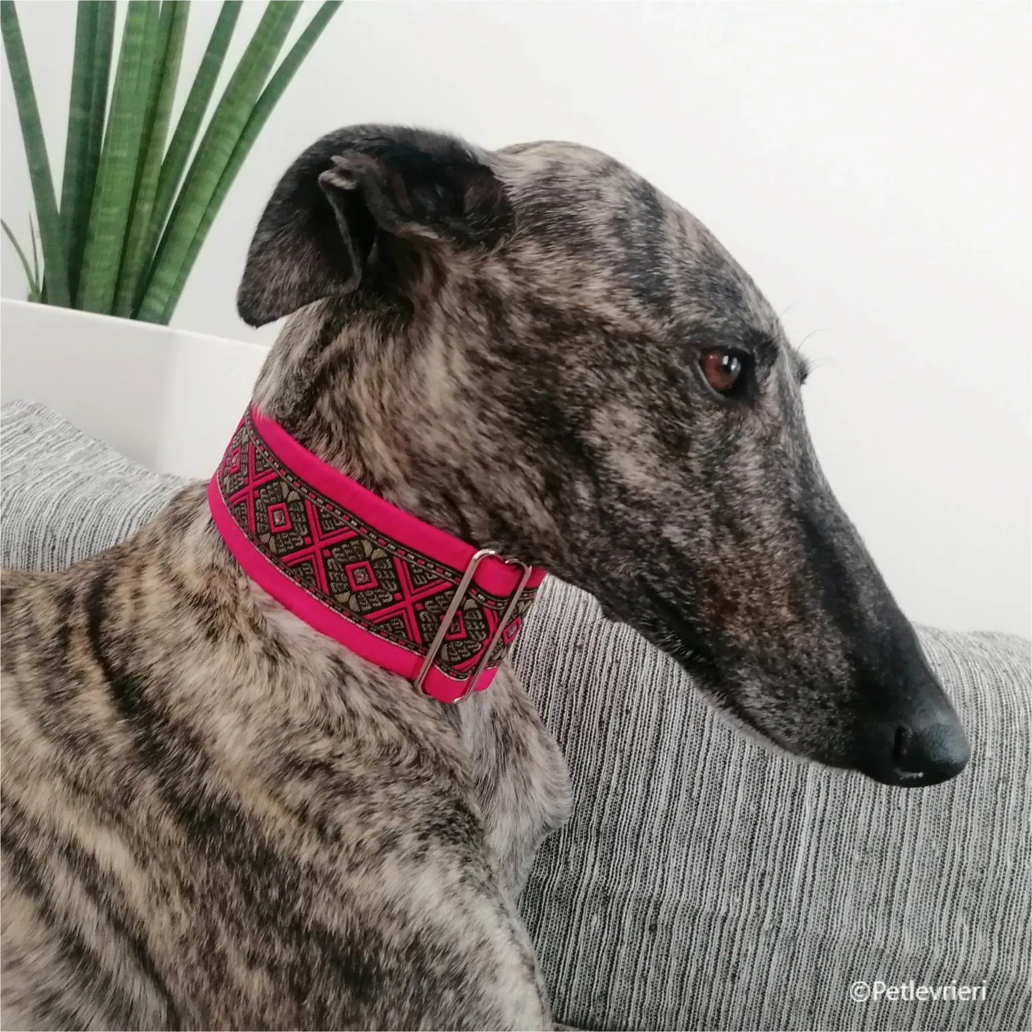 petra galga pet levrieri felici casa5