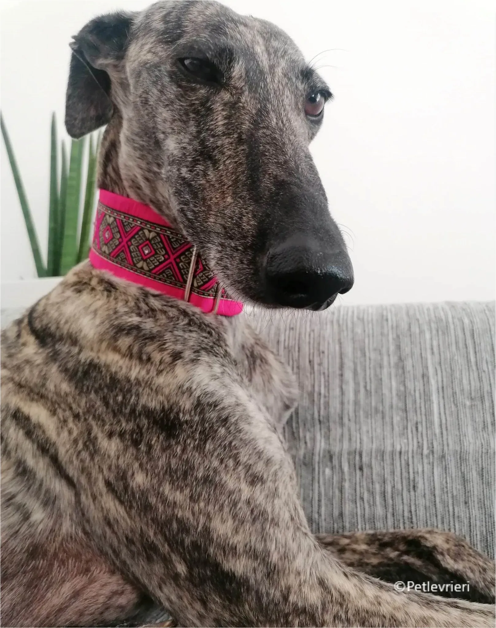 petra galga pet levrieri felici casa6