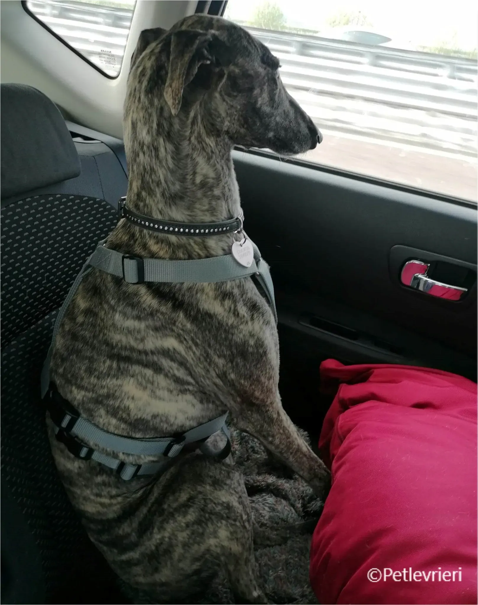 petra galga pet levrieri felici casa8