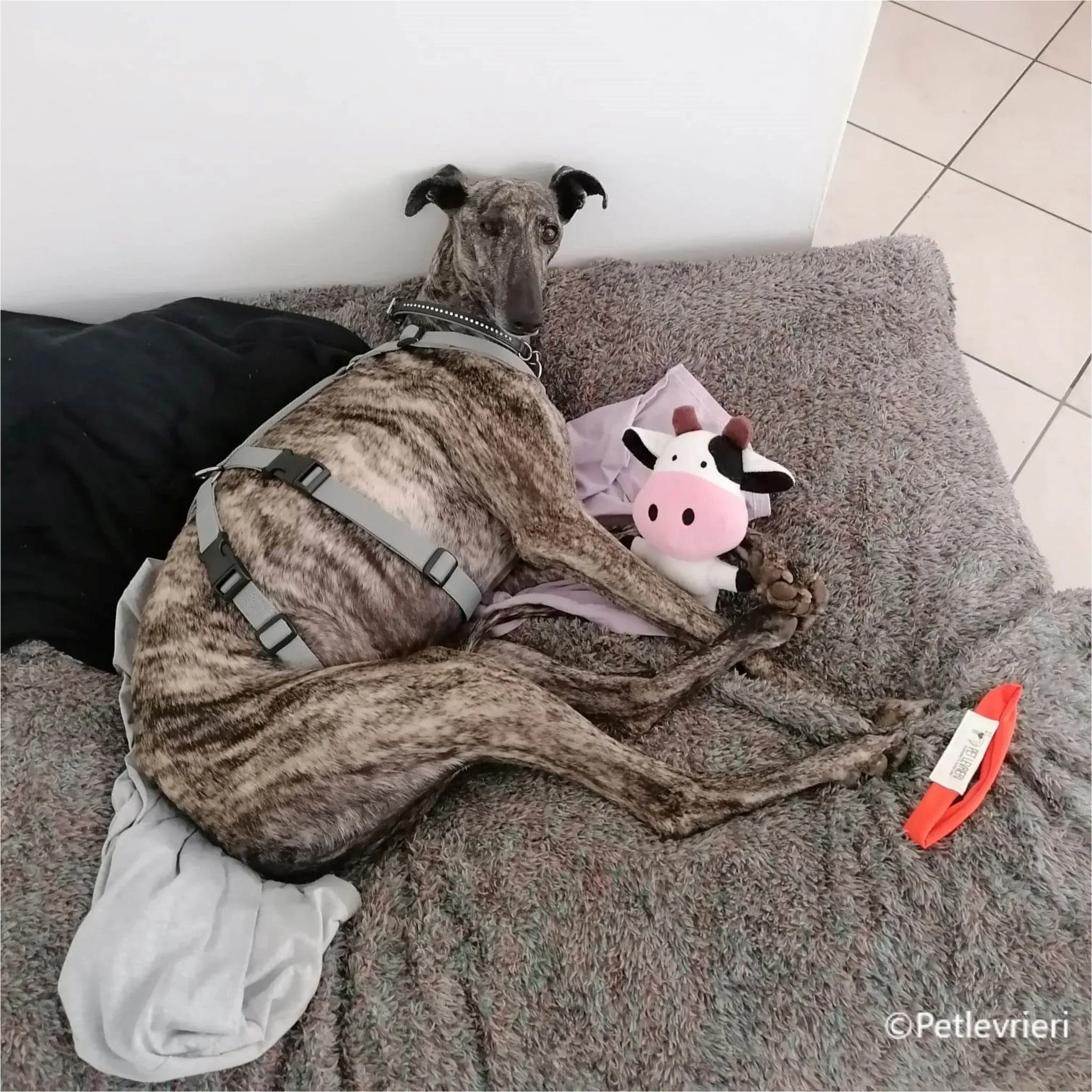 petra galga pet levrieri felici casa9