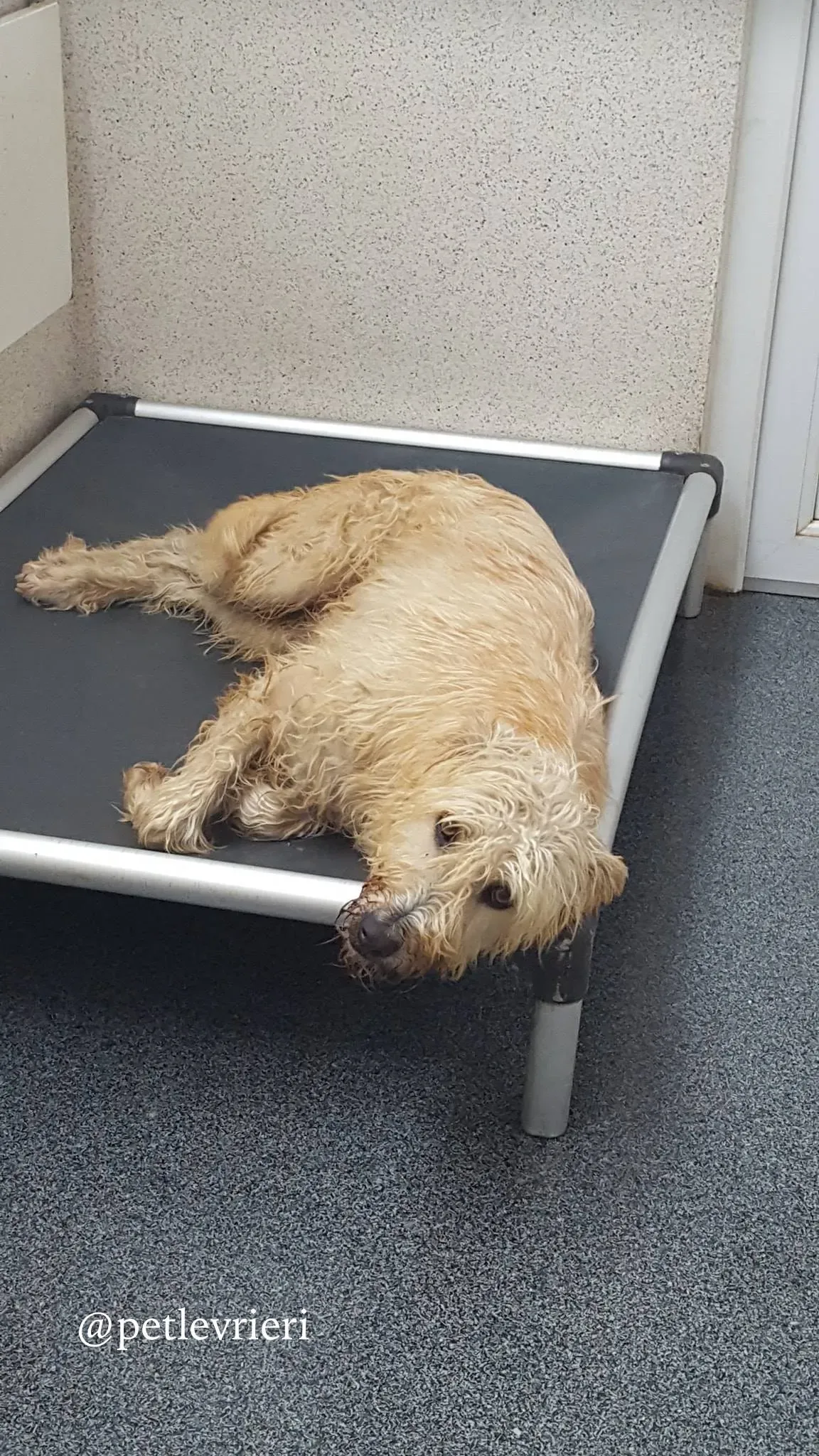 philip adozione levrieri greyhound