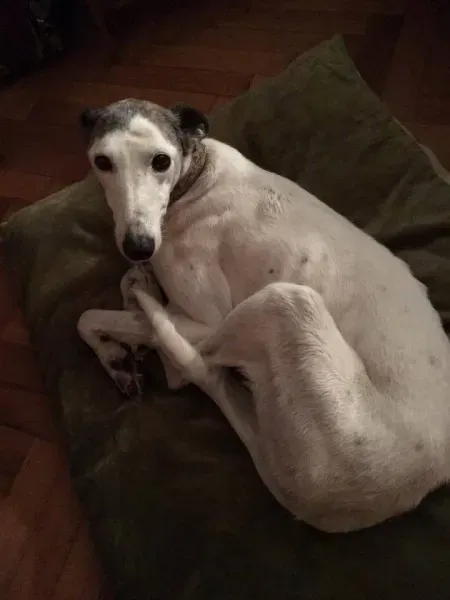 phobe greyhound cina petlevrieri petlevrierionlus 3