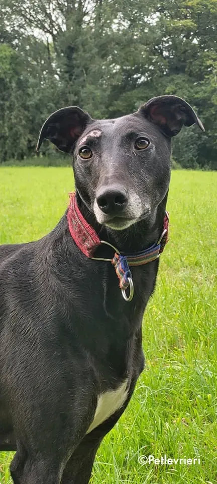 phuket adozione levrieri greyhound 1 1