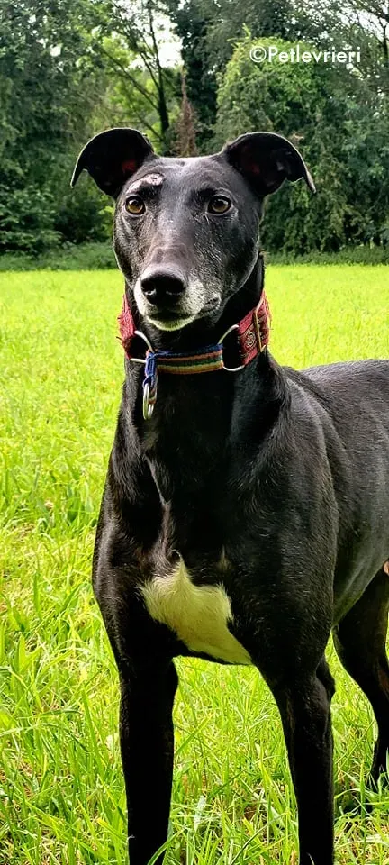 phuket adozione levrieri greyhound 2 1