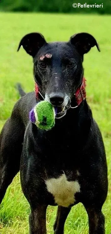 phuket adozione levrieri greyhound 3 1