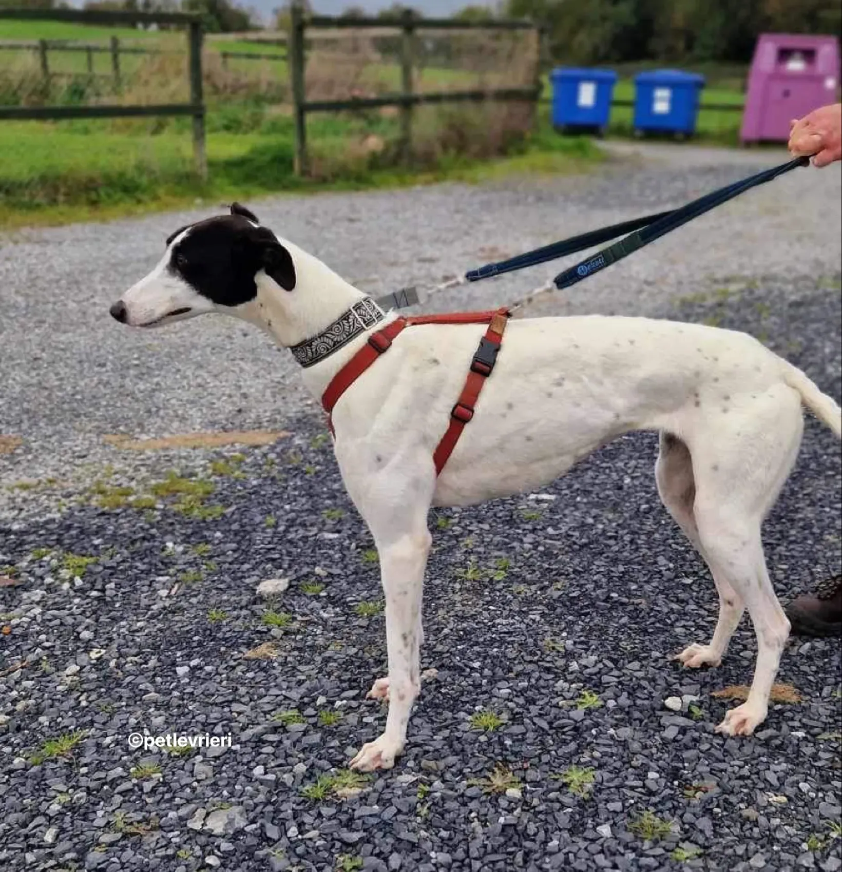 piano petlevrieri adozione 01