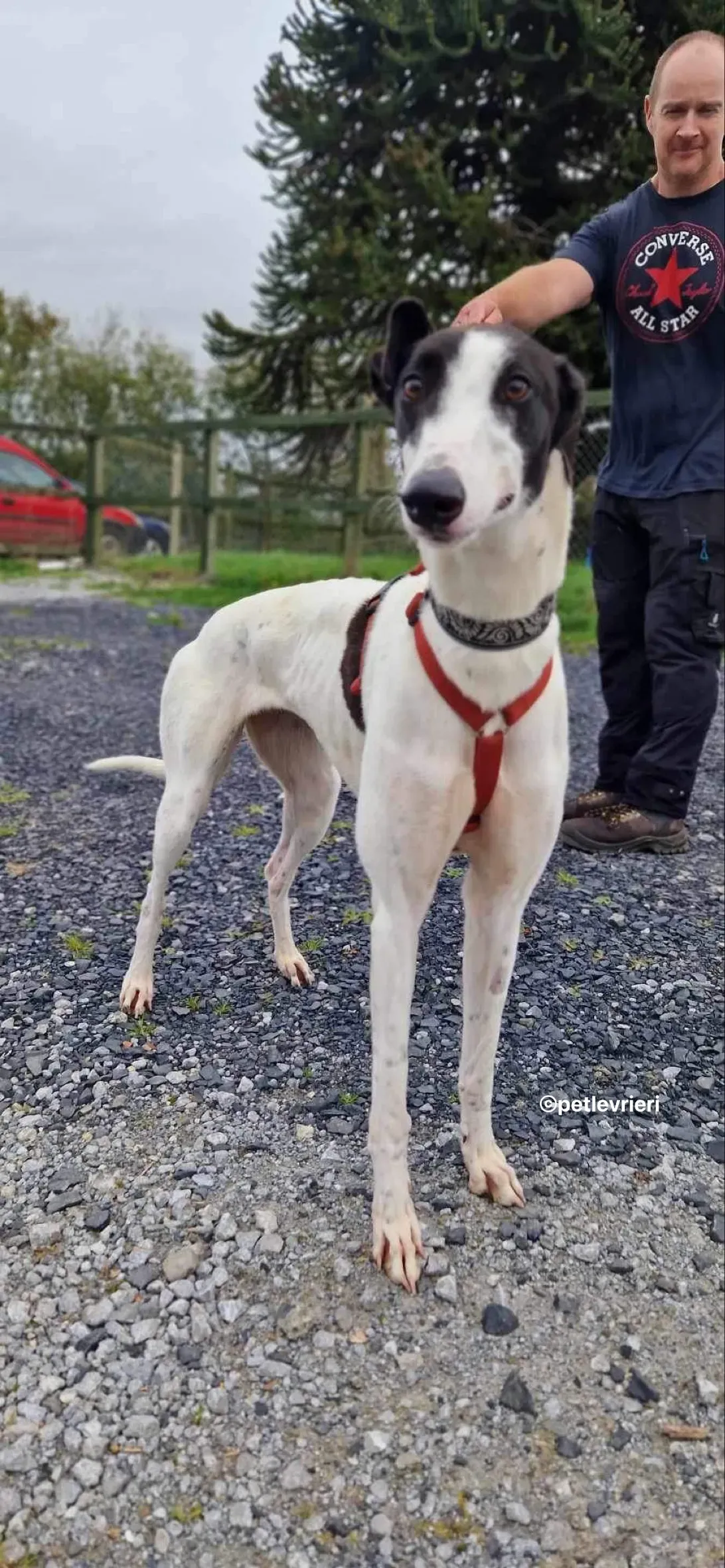 piano petlevrieri adozione 02