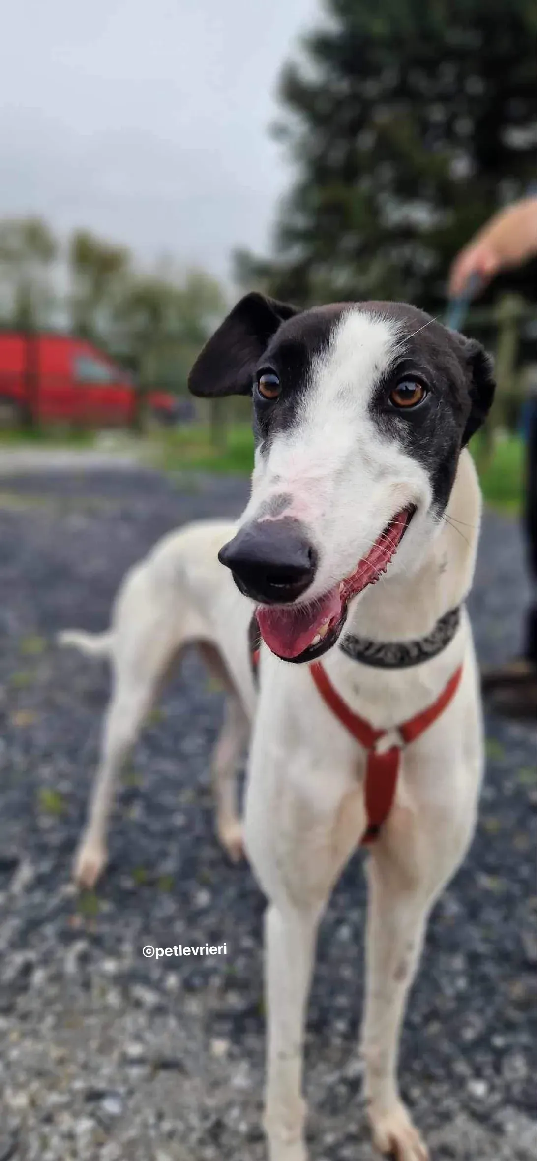 piano petlevrieri adozione 03