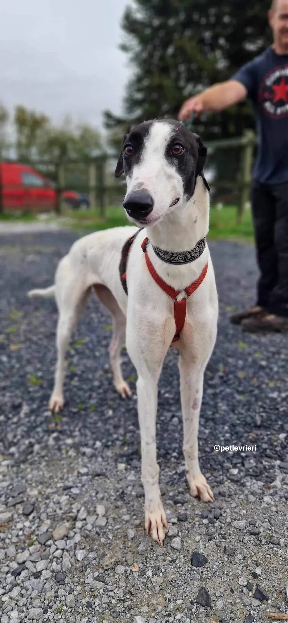 piano petlevrieri adozione 04