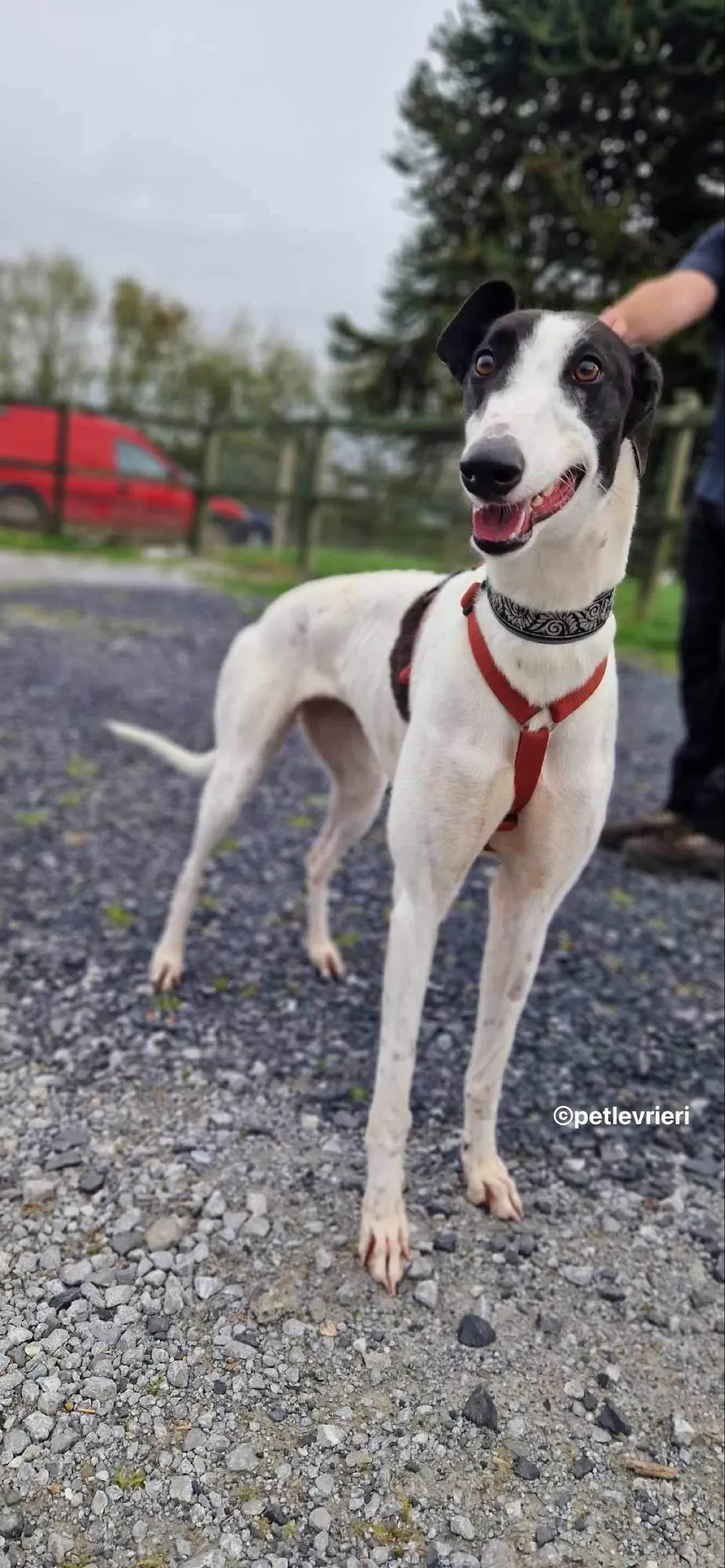 piano petlevrieri adozione 05