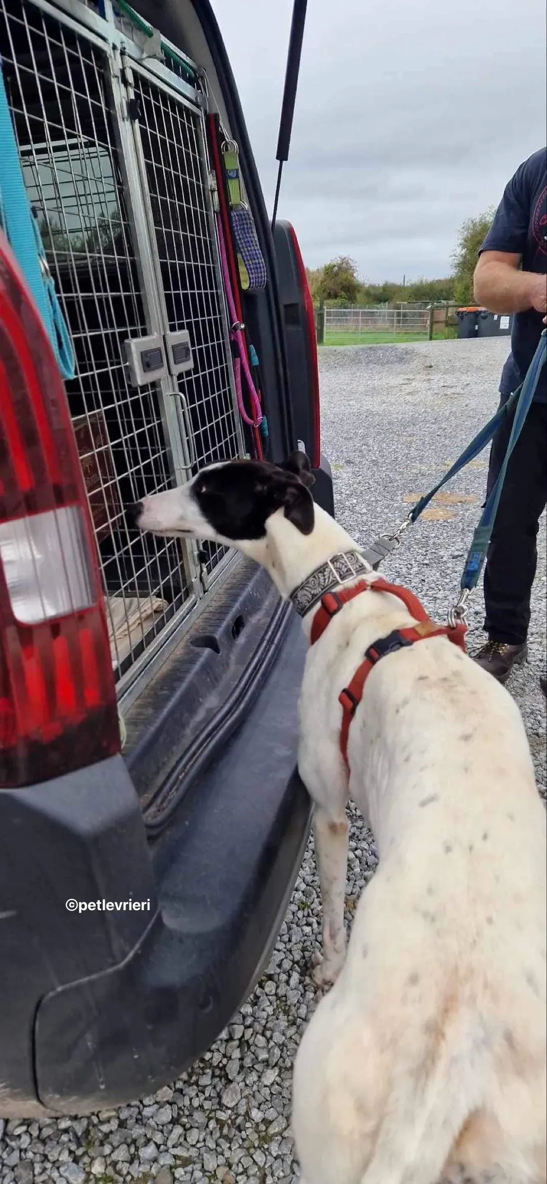 piano petlevrieri adozione 06