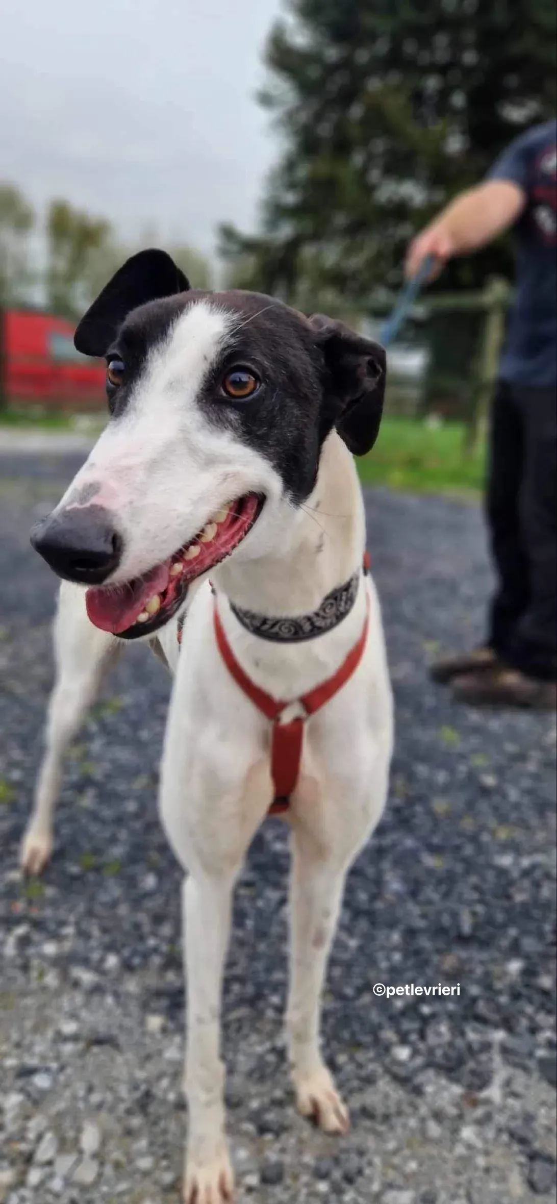 piano petlevrieri adozione 07