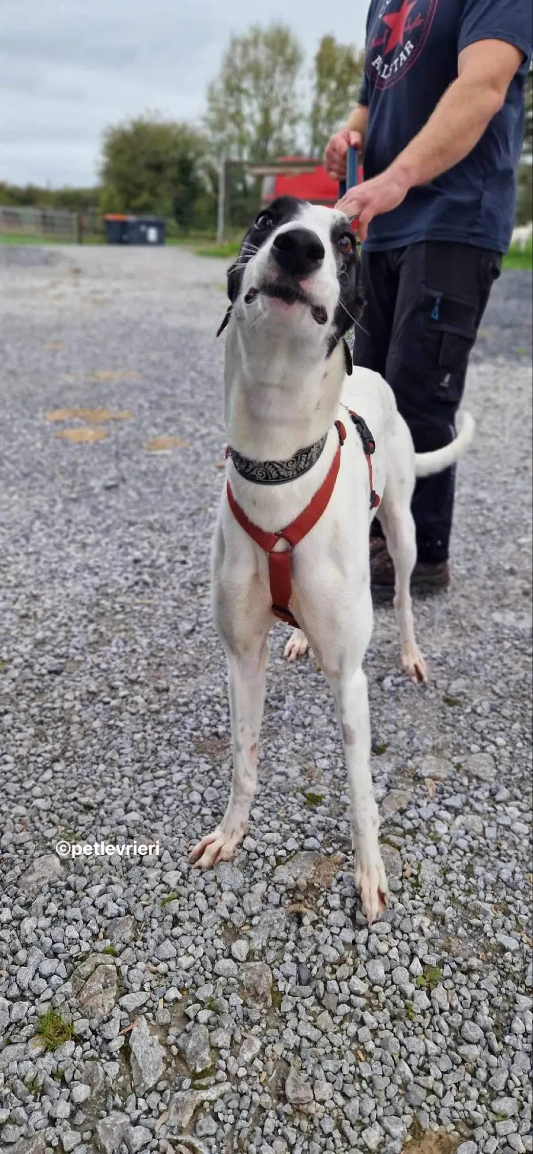 piano petlevrieri adozione 08