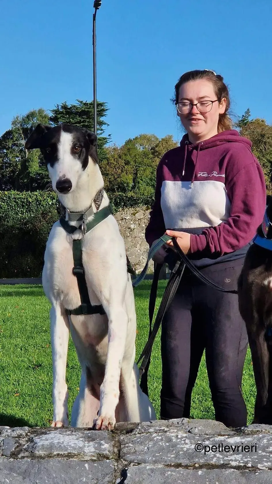 piano petlevrieri greyhound adozione 01