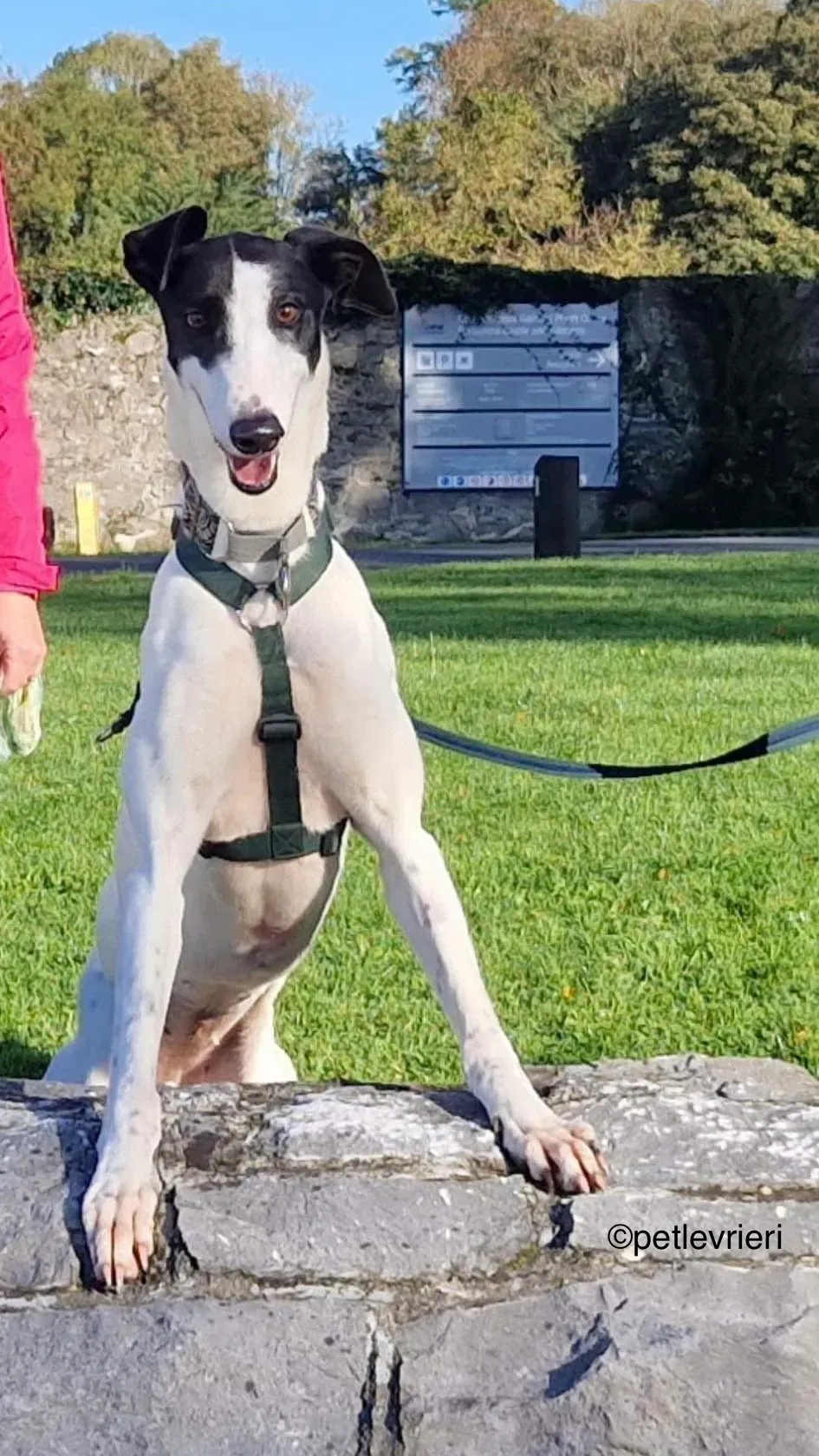 piano petlevrieri greyhound adozione 02