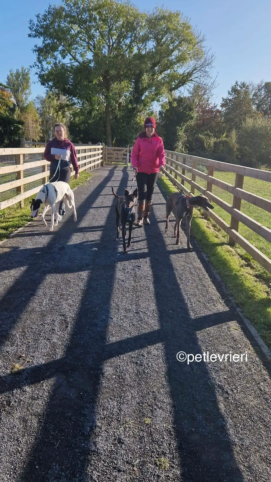 piano petlevrieri greyhound adozione 03