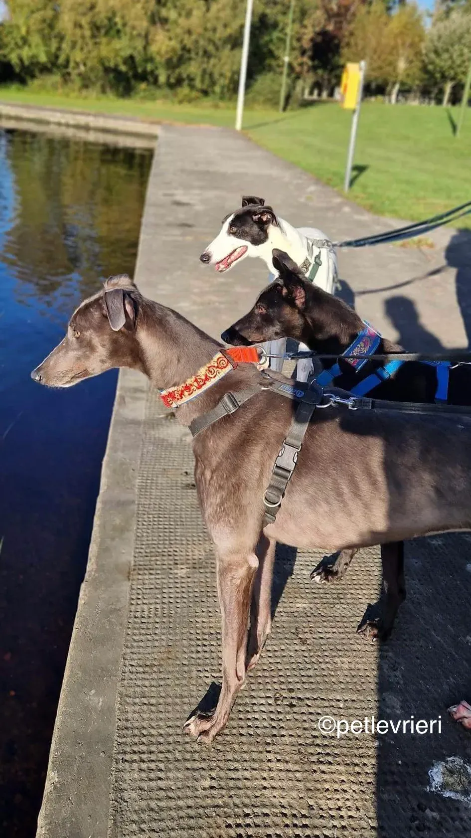 piano petlevrieri greyhound adozione 04