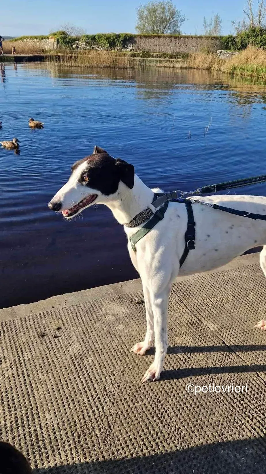 piano petlevrieri greyhound adozione 05