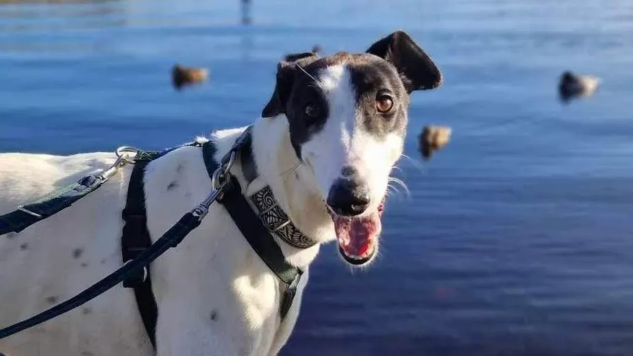 piano petlevrieri greyhound adozione 06 e1697353919876