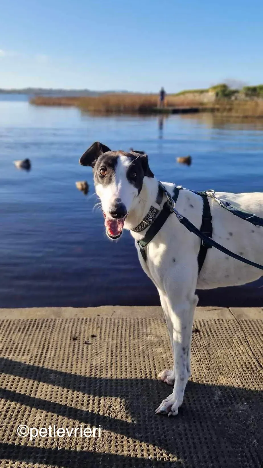 piano petlevrieri greyhound adozione 07