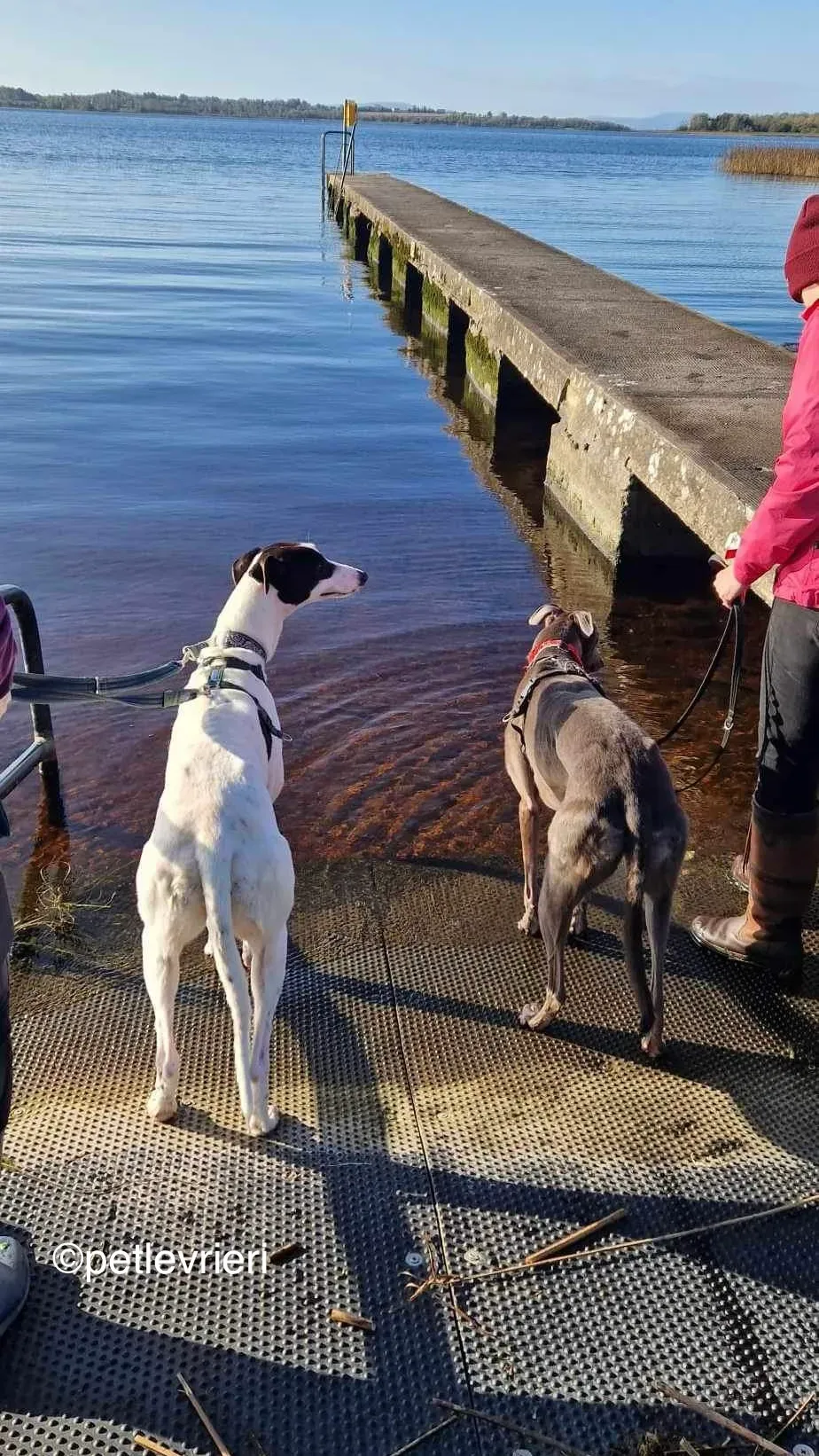 piano petlevrieri greyhound adozione 08