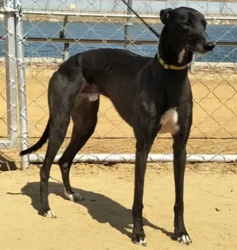 pic from chinese website e1569706125732