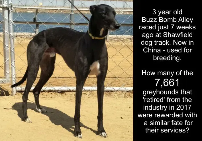 pic from chinese website