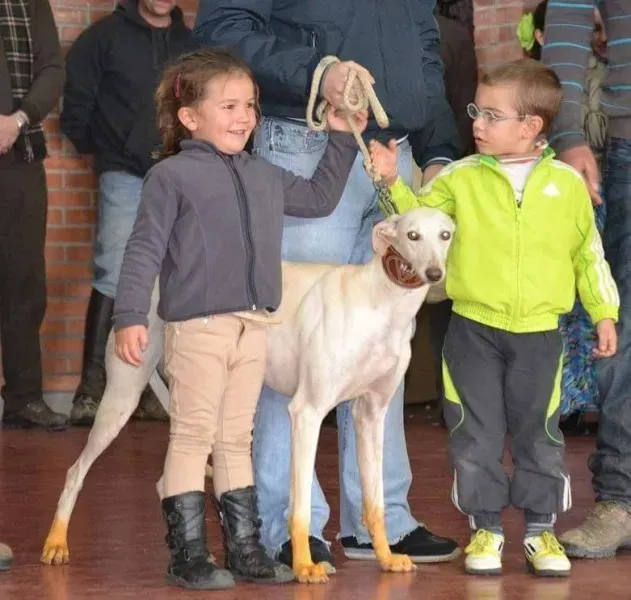 piccoli galguero4