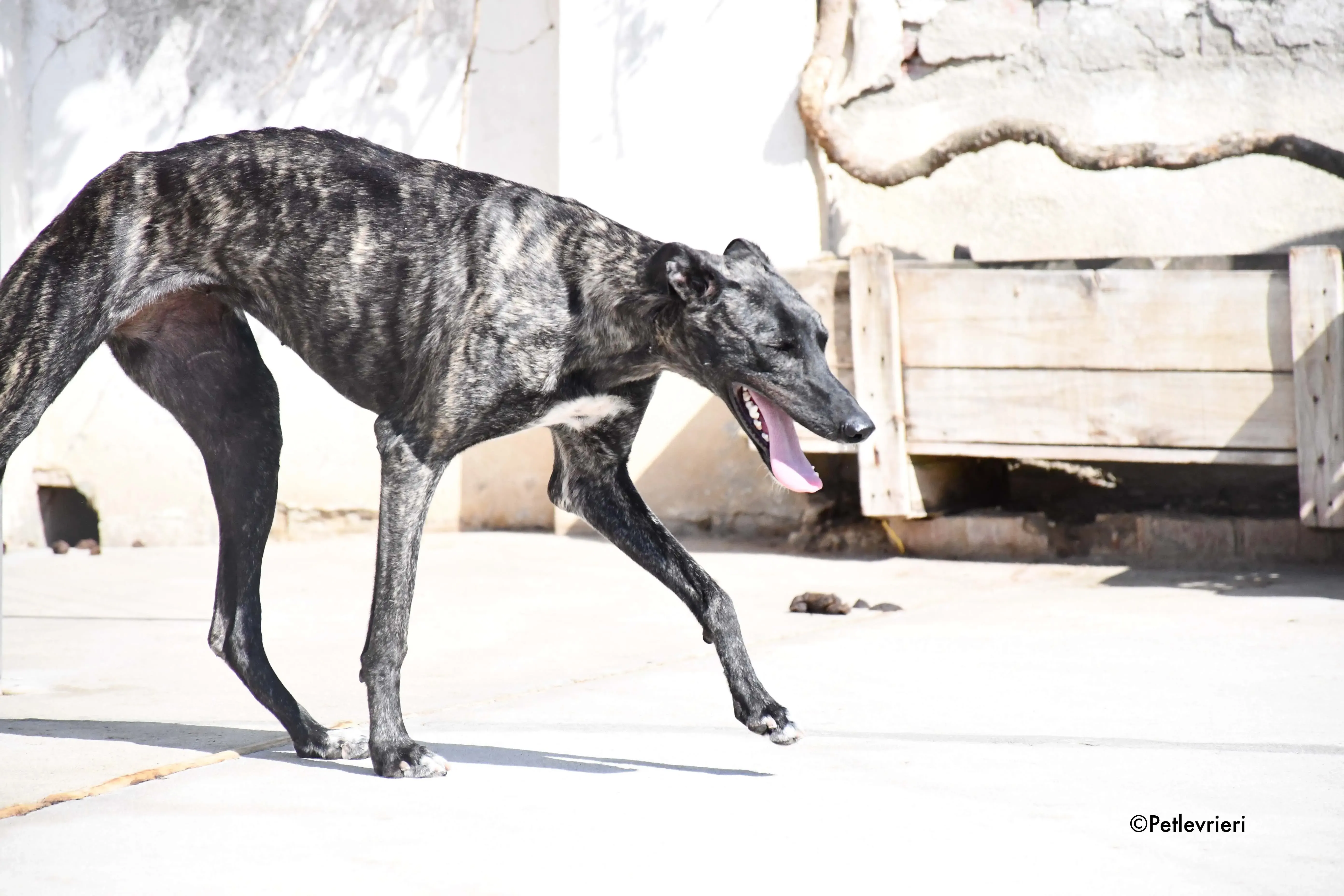 pilar adozione levrieri galgo 1