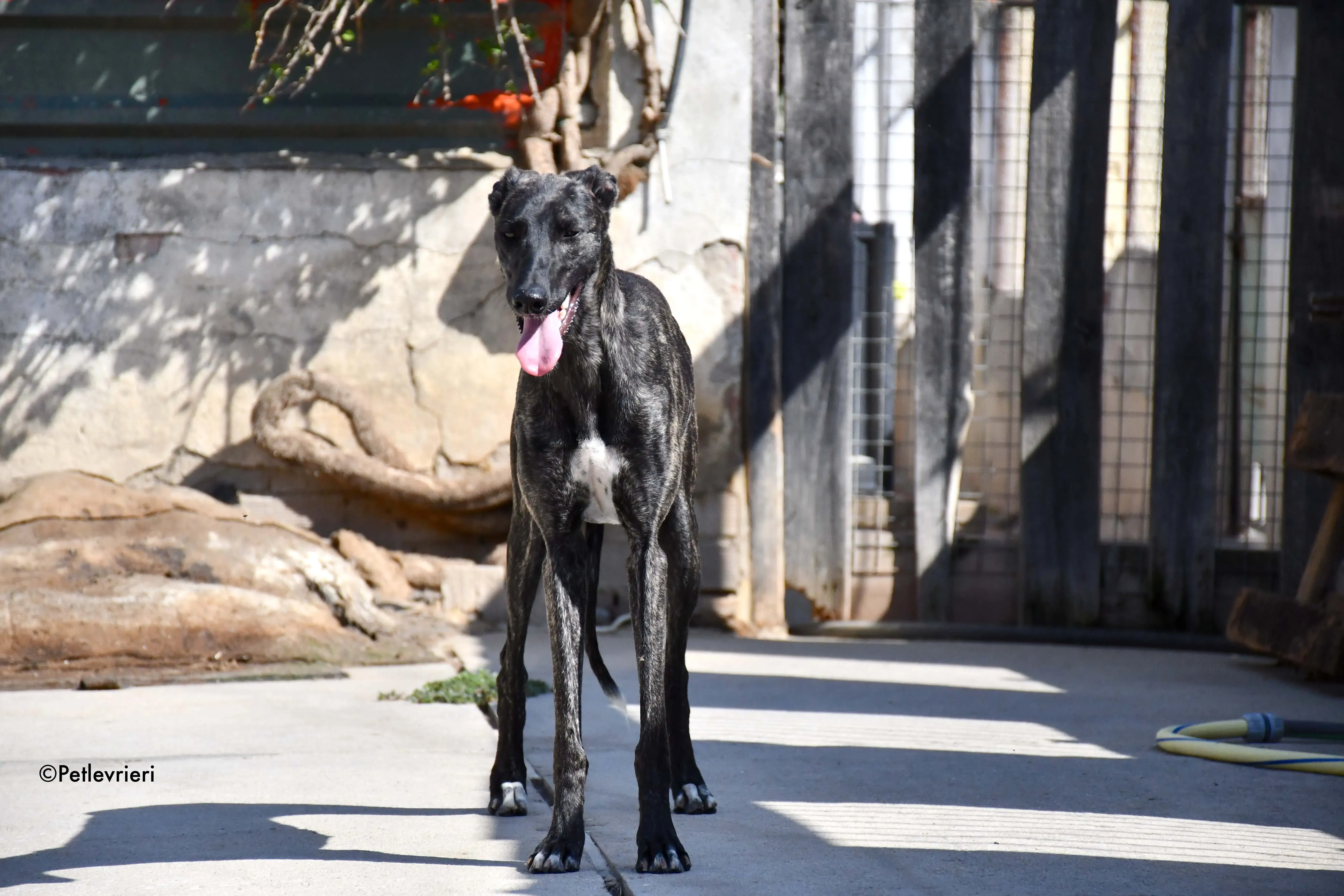 pilar adozione levrieri galgo 10