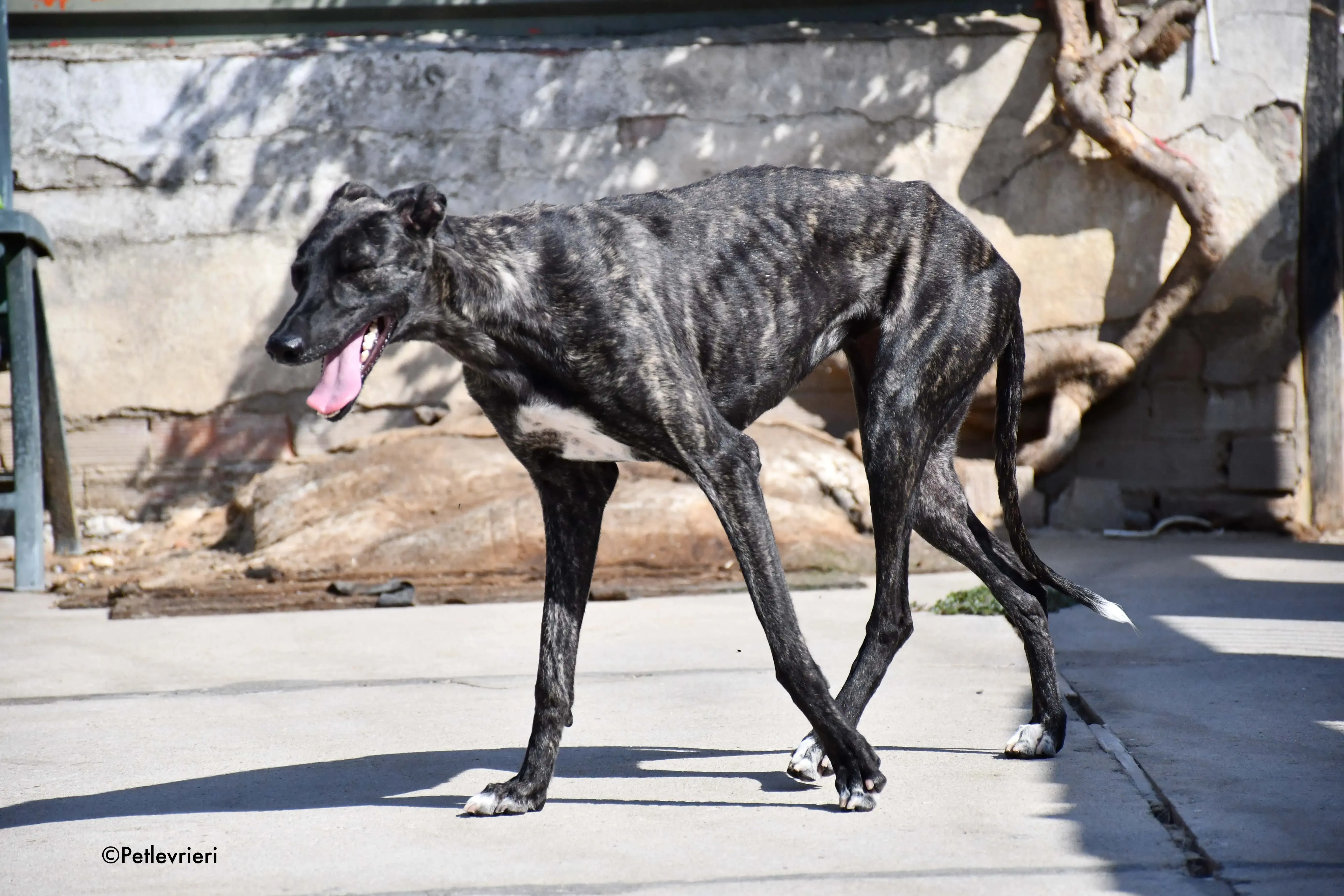 pilar adozione levrieri galgo 11