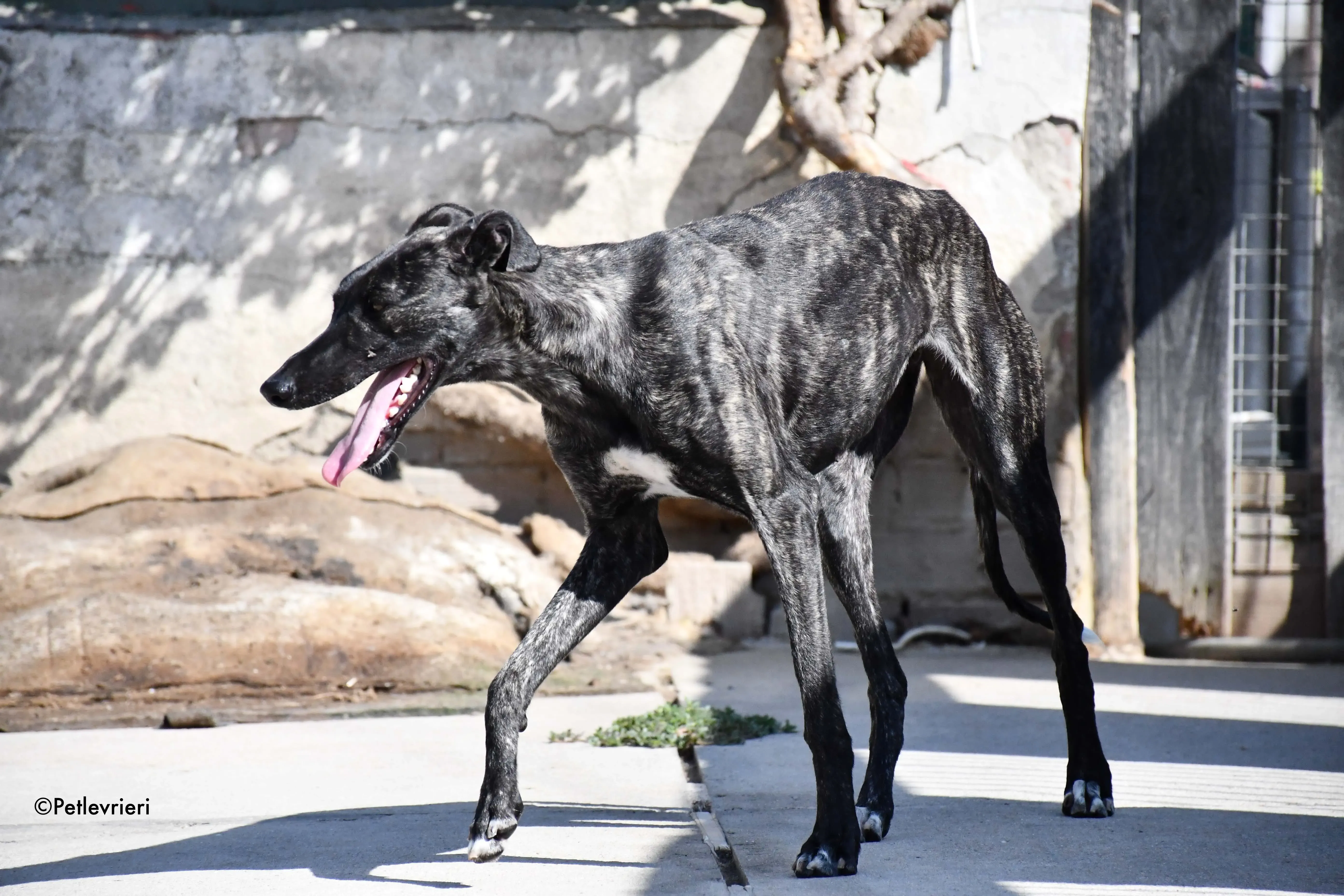 pilar adozione levrieri galgo 12