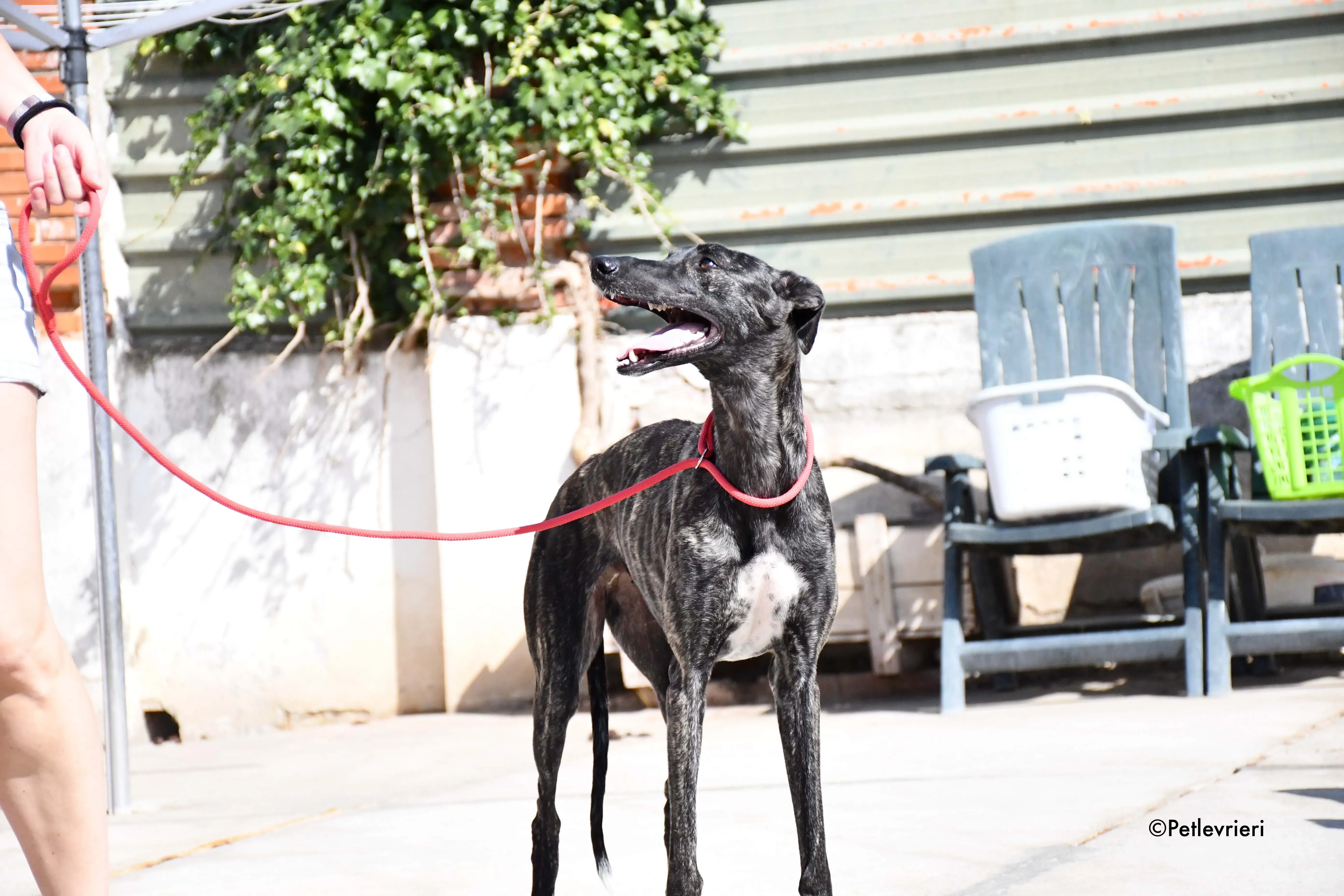 pilar adozione levrieri galgo 13