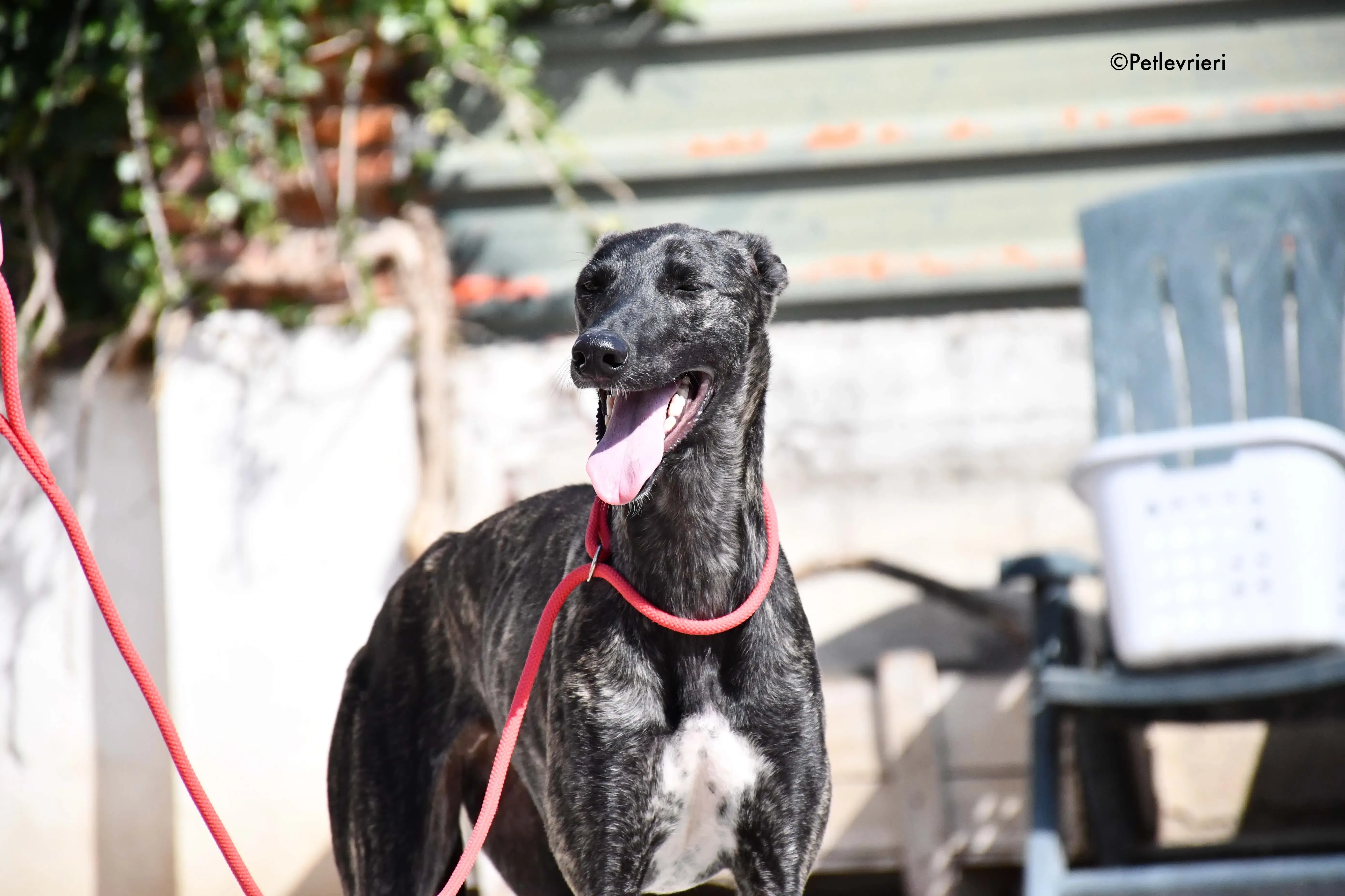 pilar adozione levrieri galgo 14