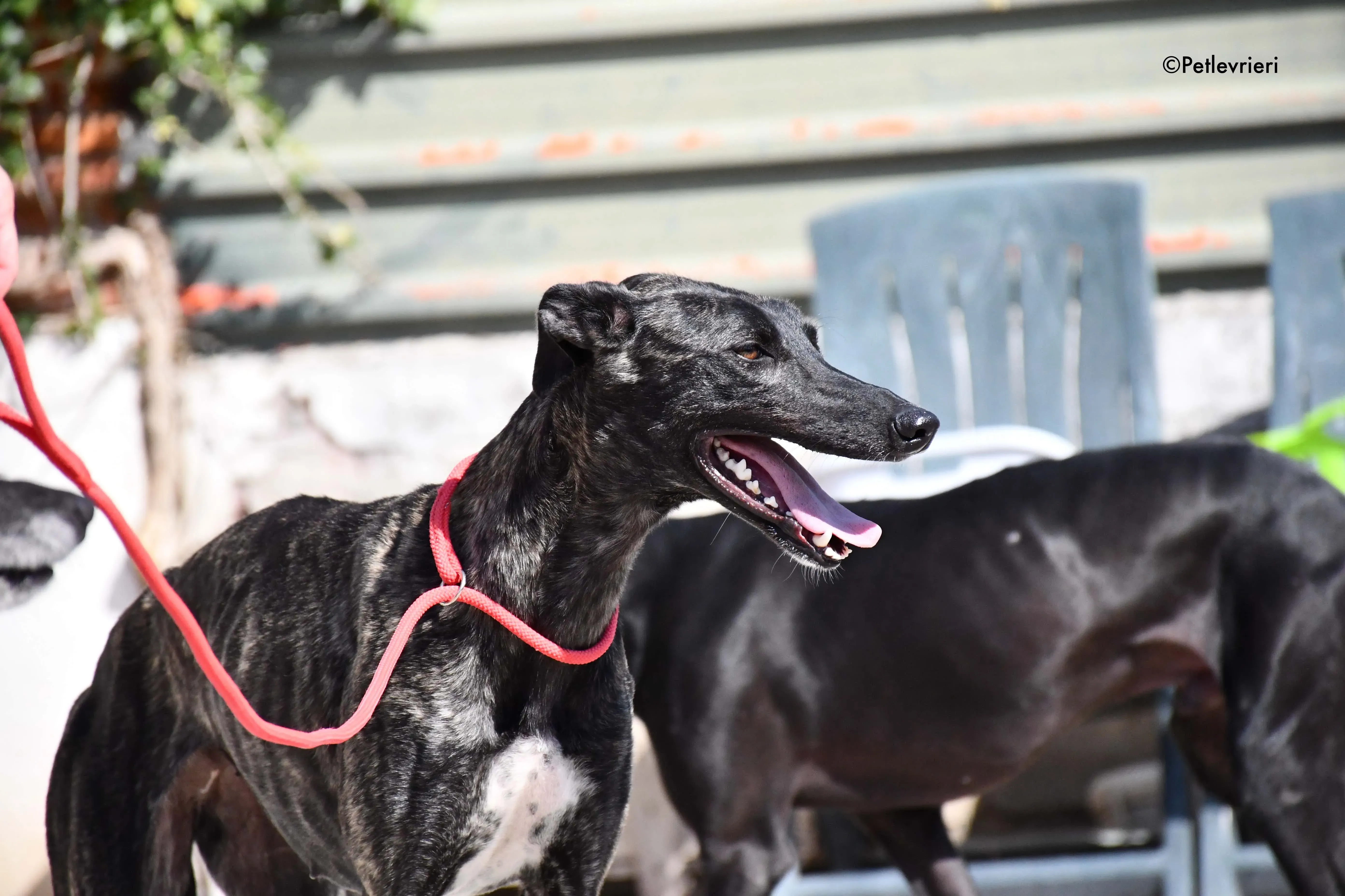 pilar adozione levrieri galgo 15