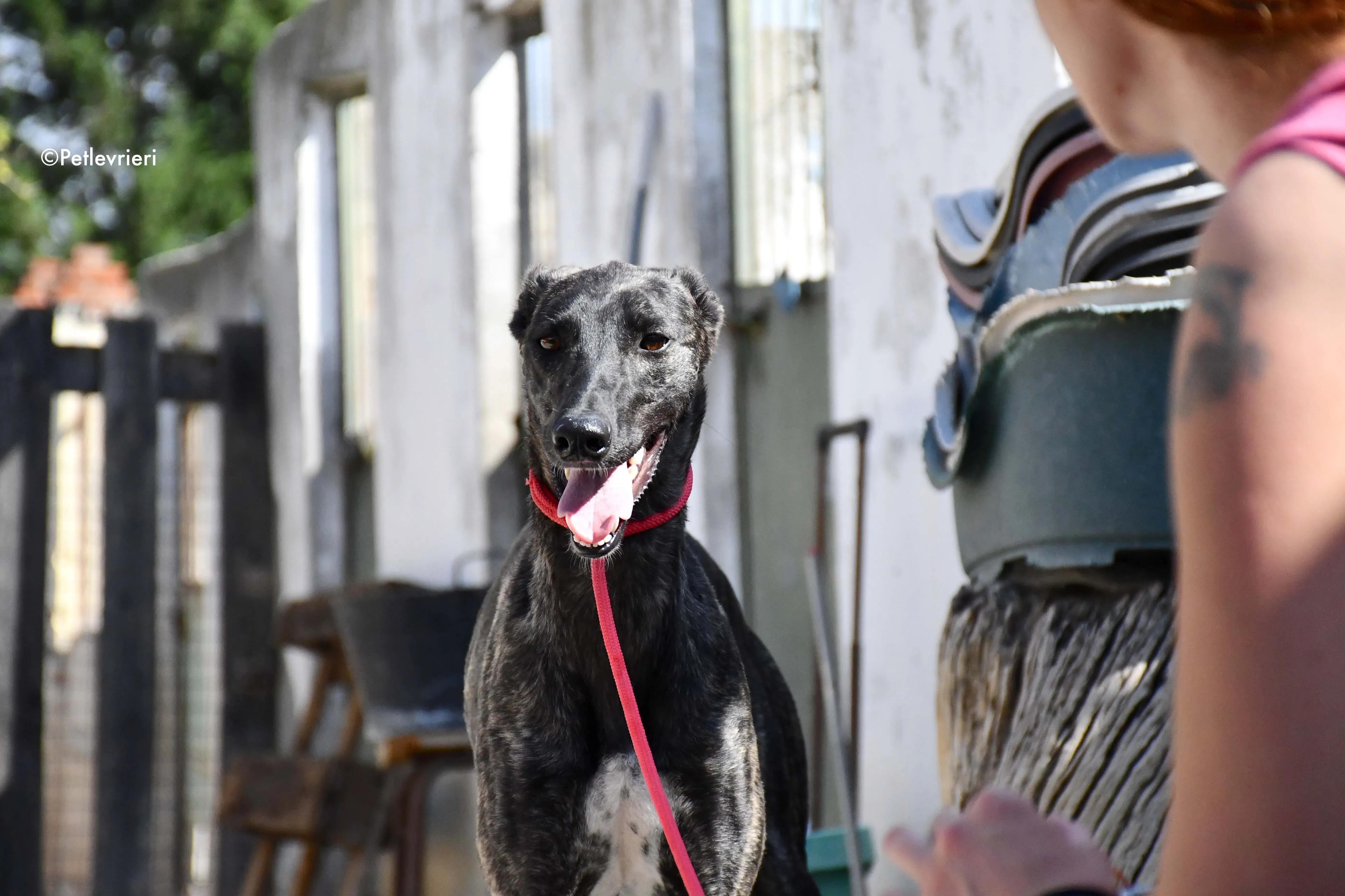 pilar adozione levrieri galgo 16