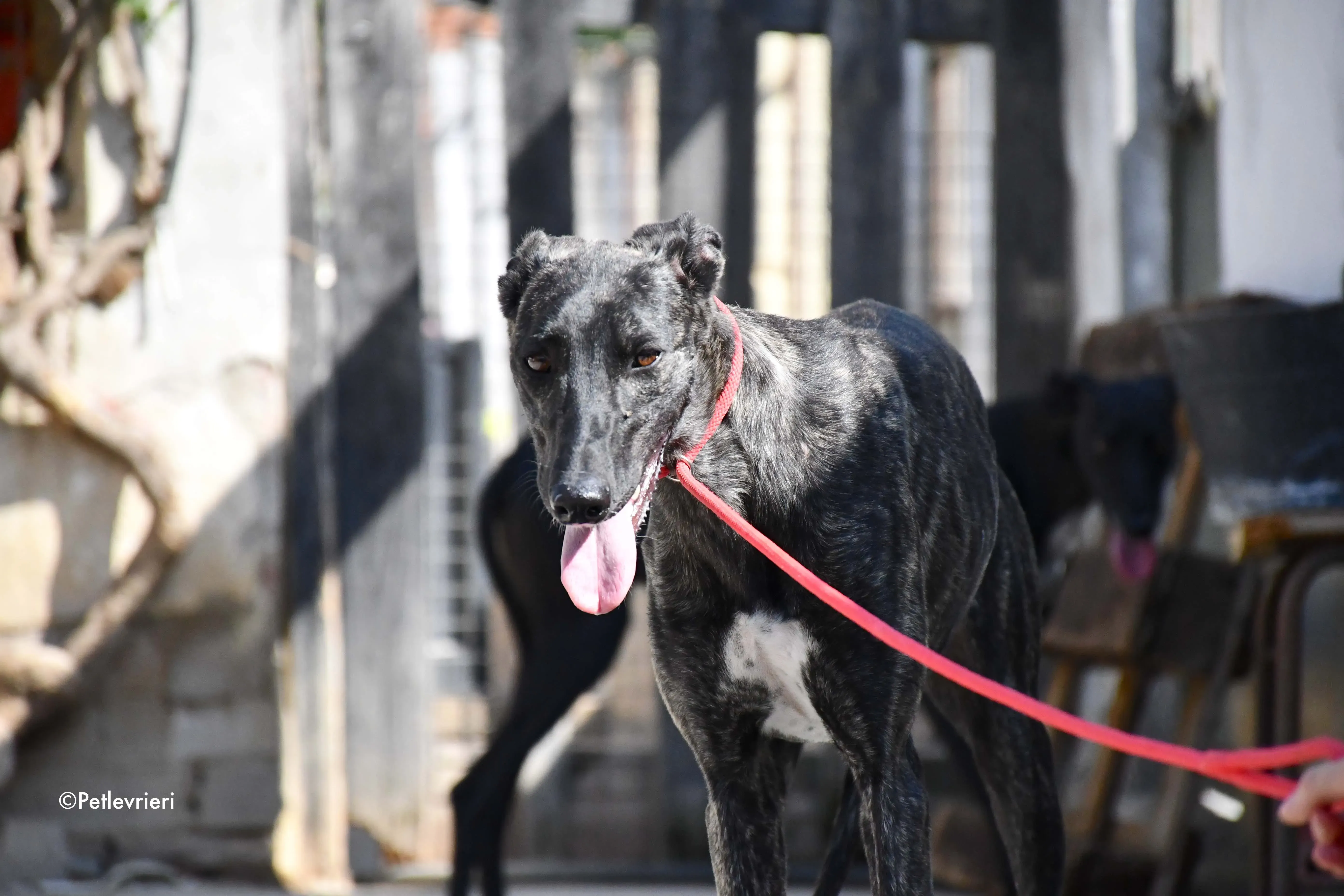 pilar adozione levrieri galgo 17