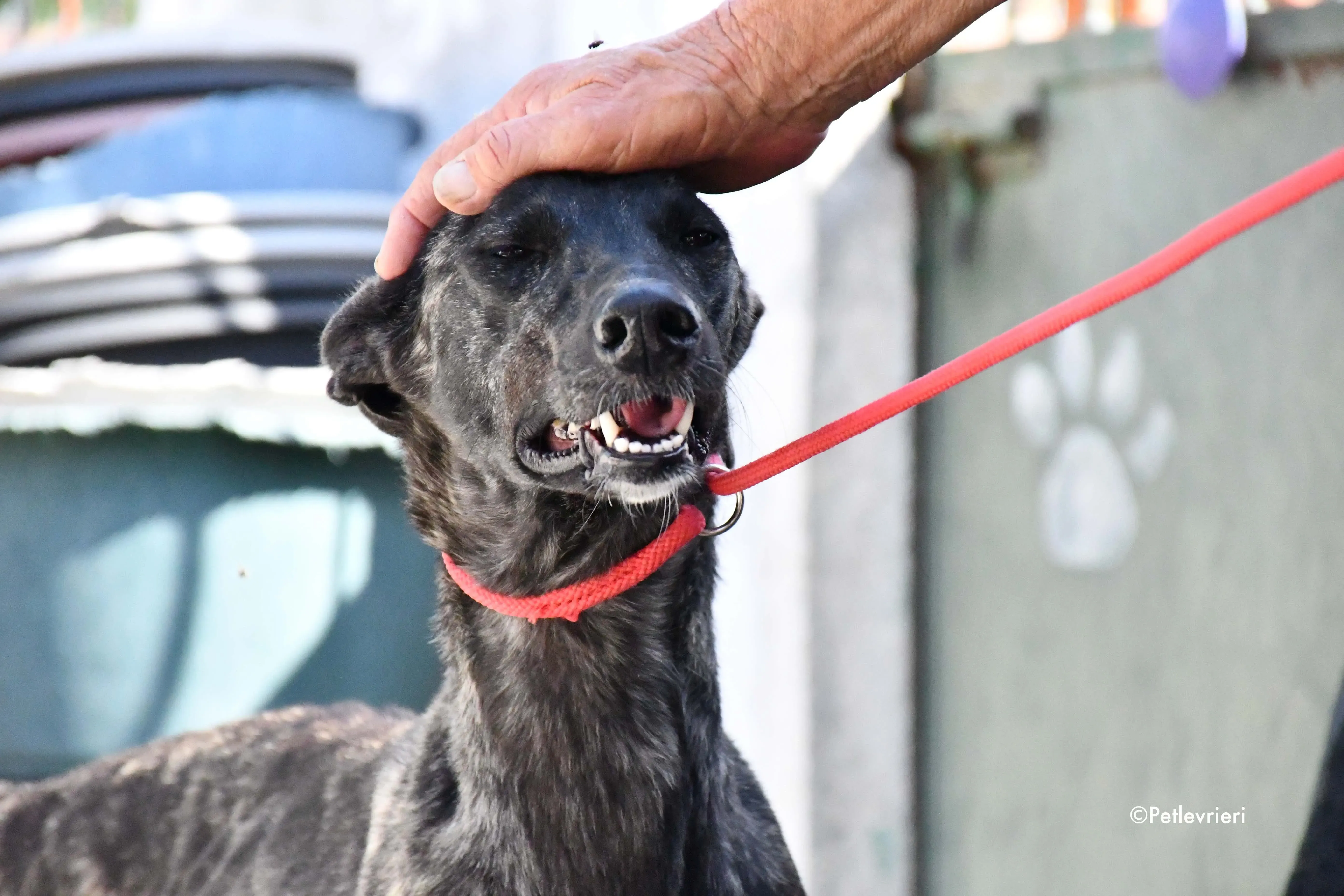 pilar adozione levrieri galgo 18