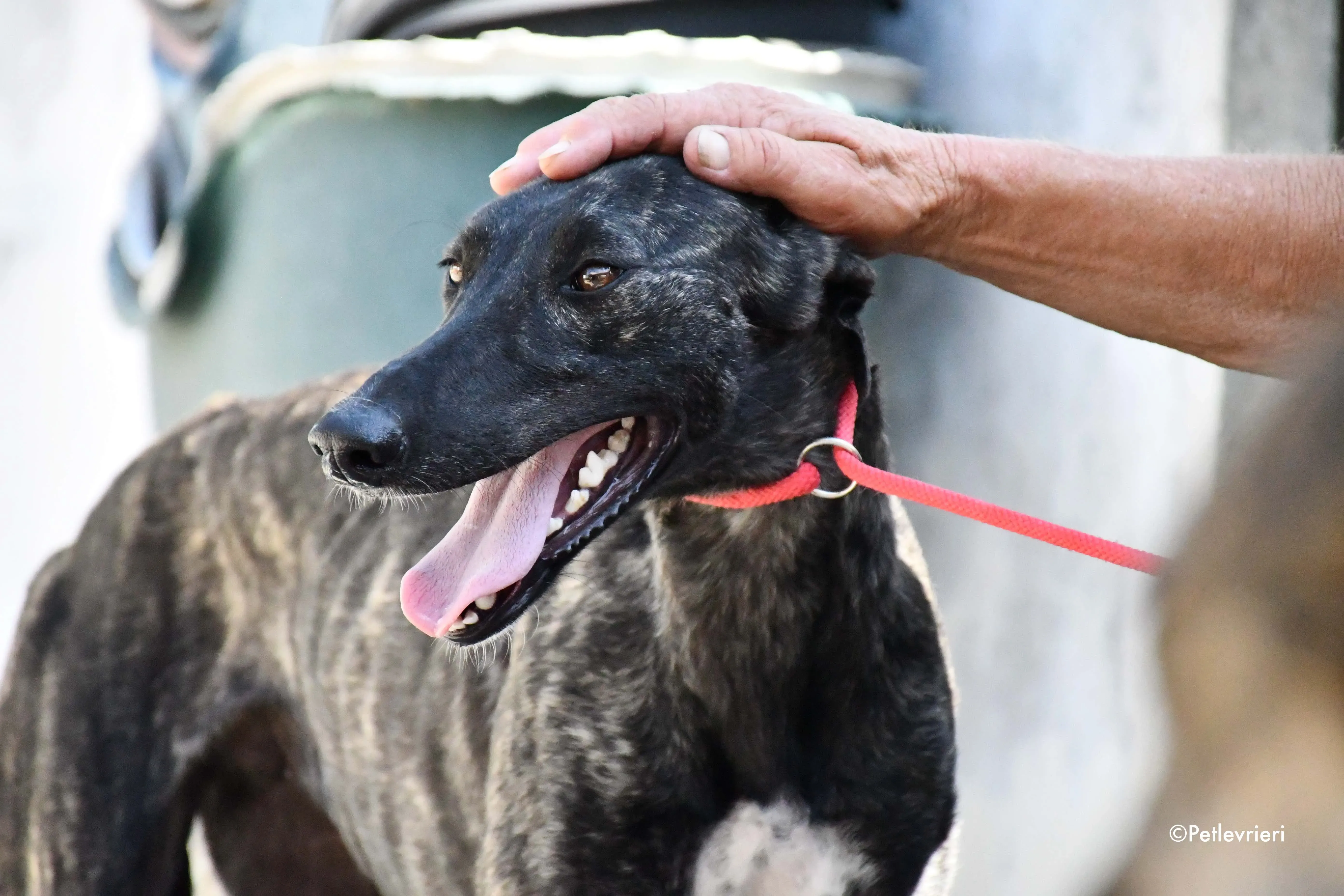 pilar adozione levrieri galgo 19