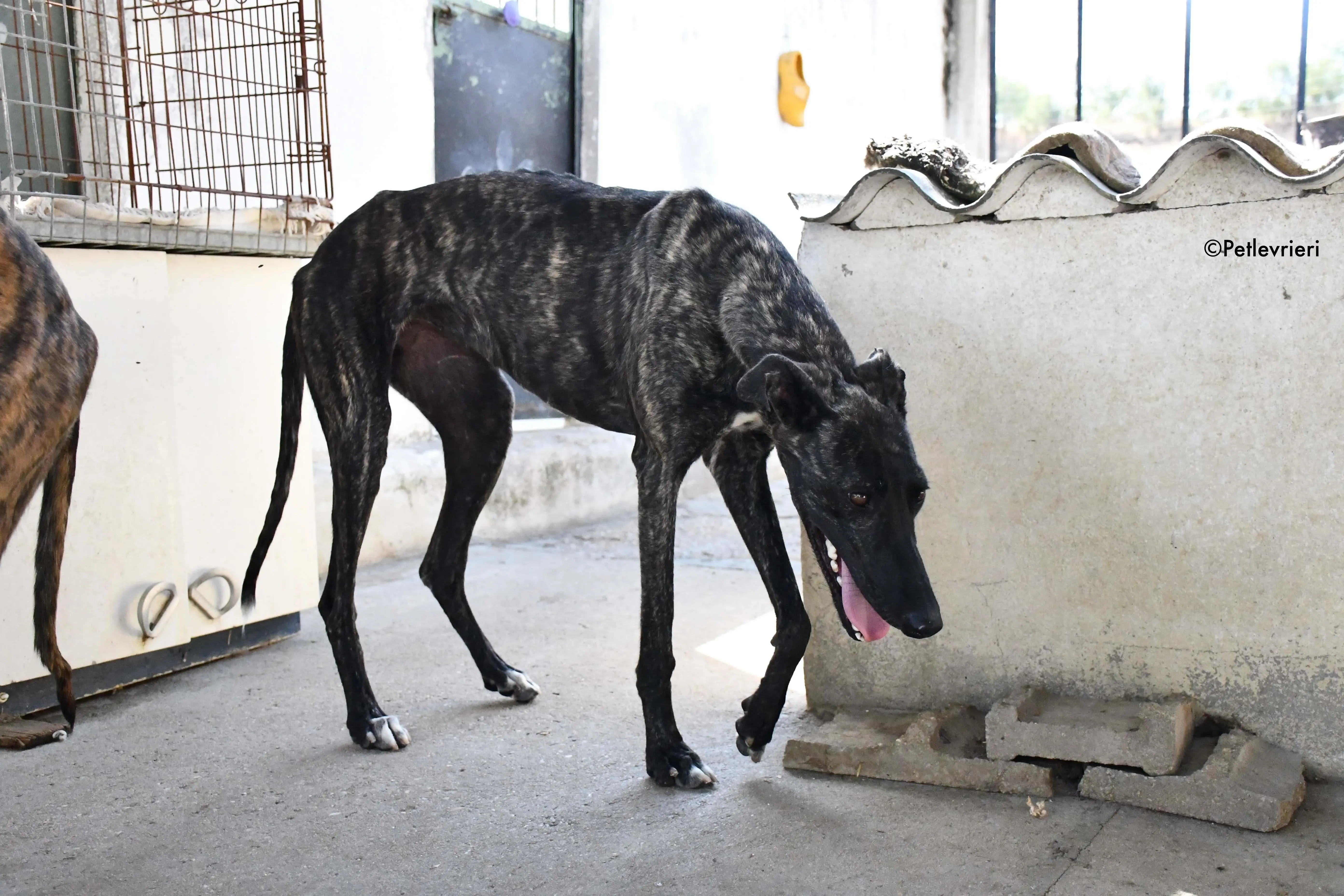 pilar adozione levrieri galgo 2