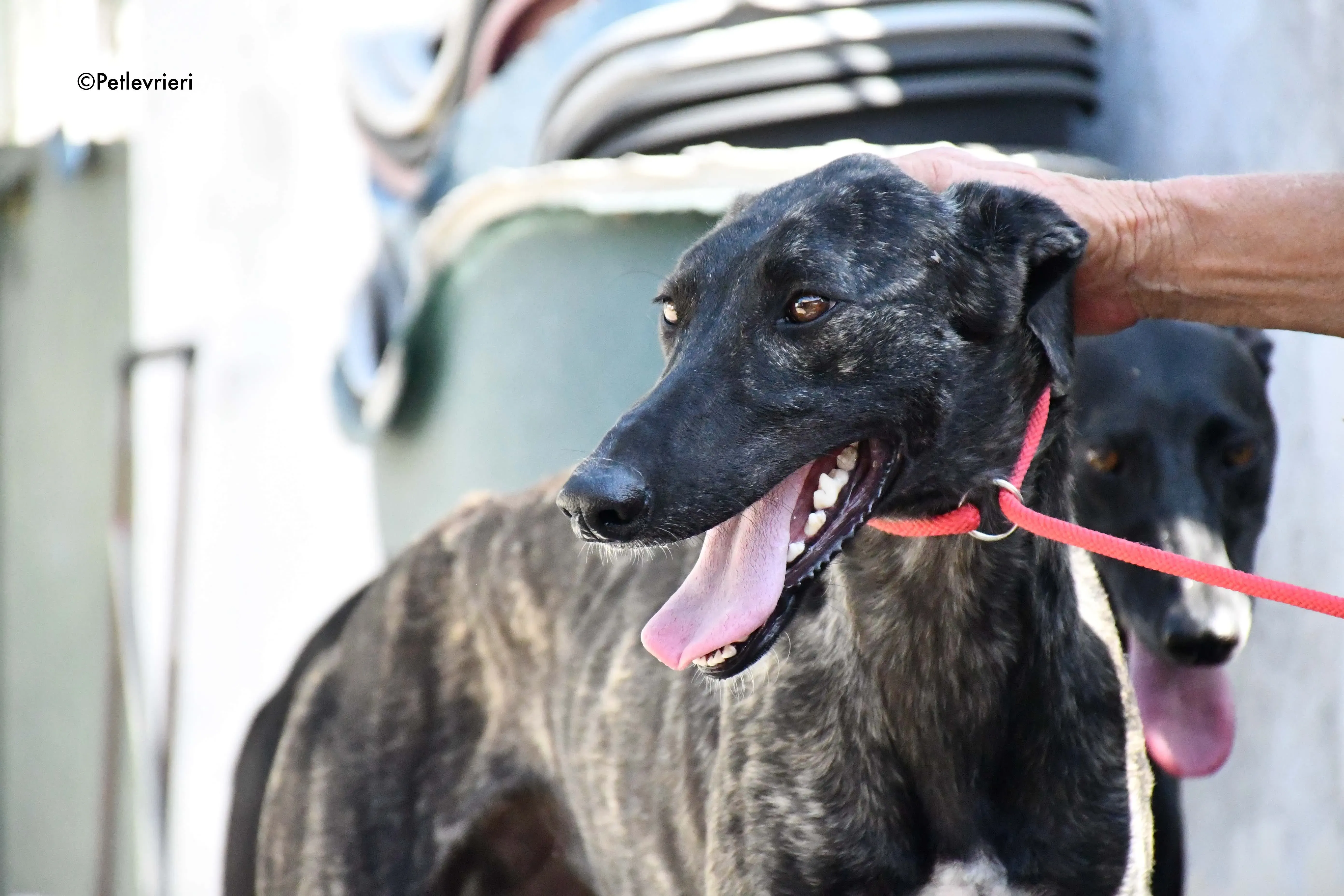 pilar adozione levrieri galgo 20