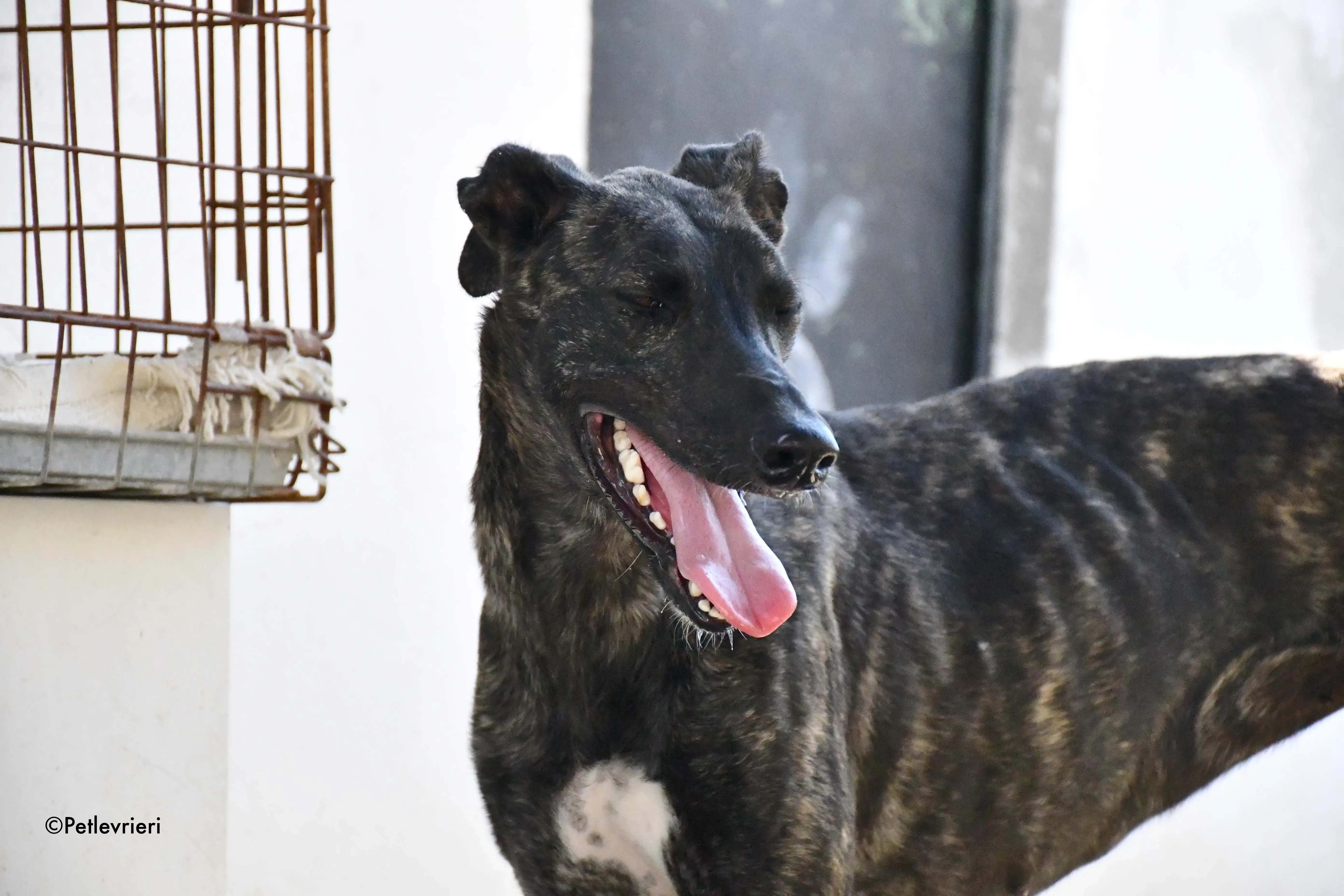 pilar adozione levrieri galgo 21