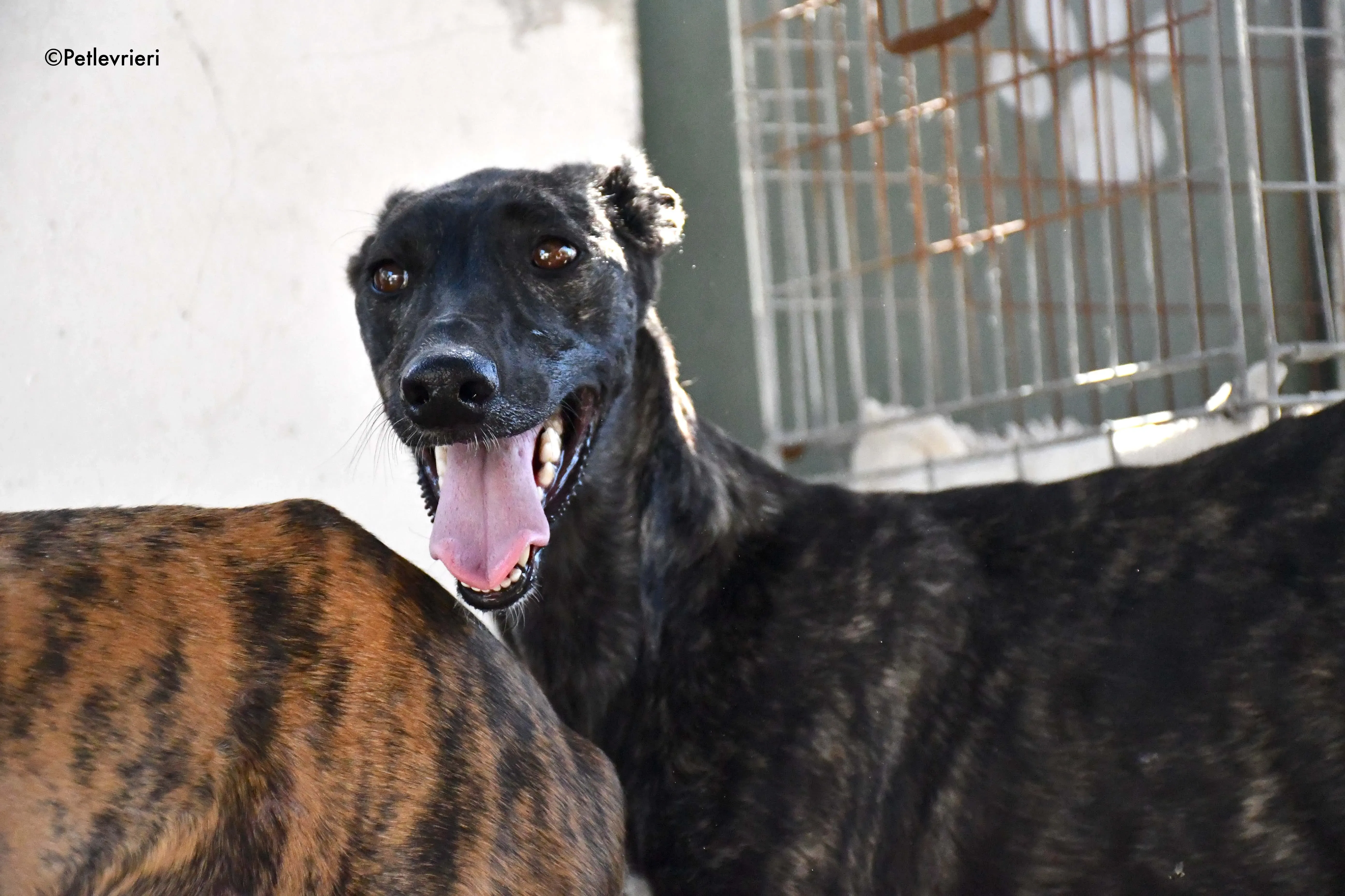 pilar adozione levrieri galgo 3