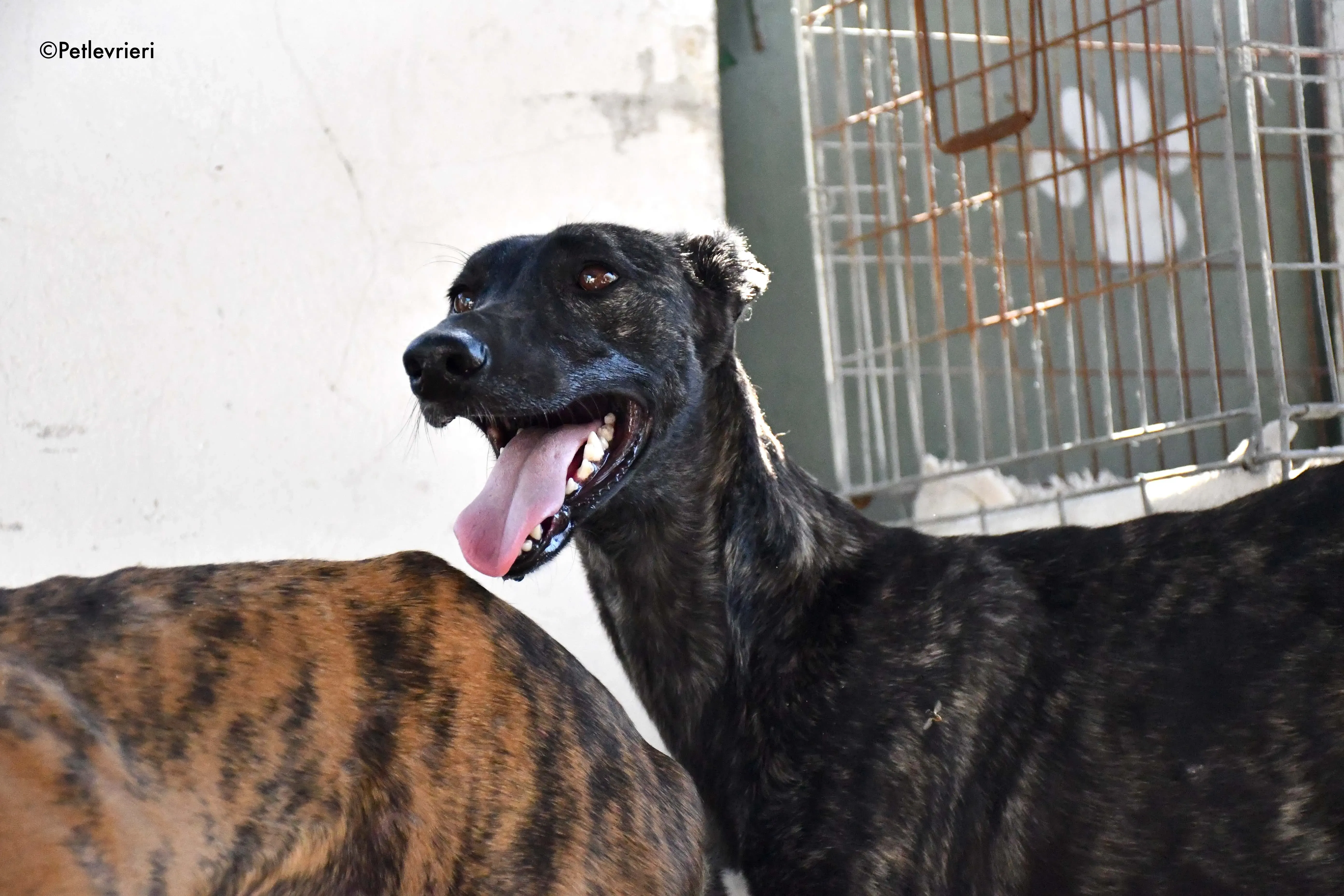 pilar adozione levrieri galgo 4