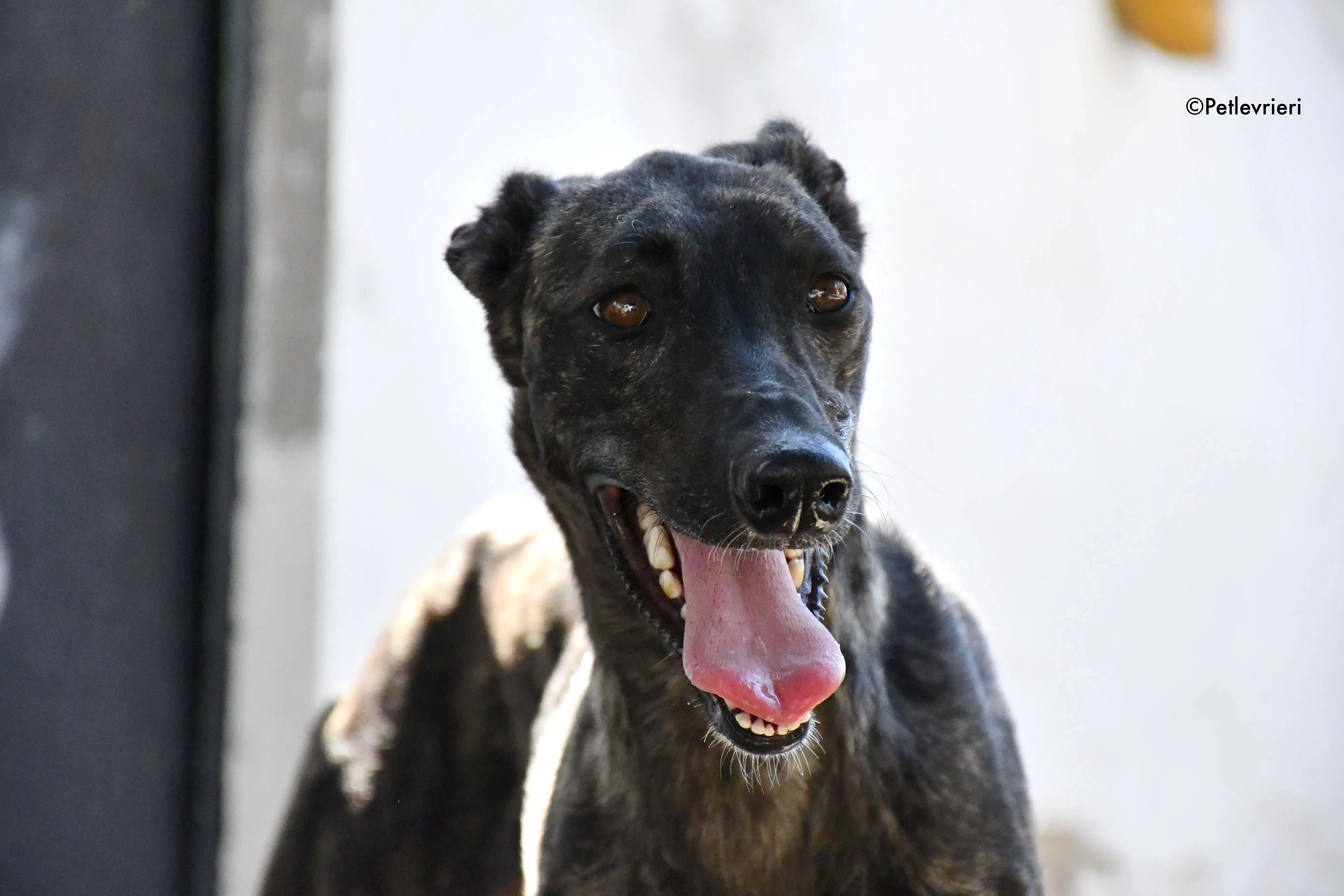 pilar adozione levrieri galgo 5