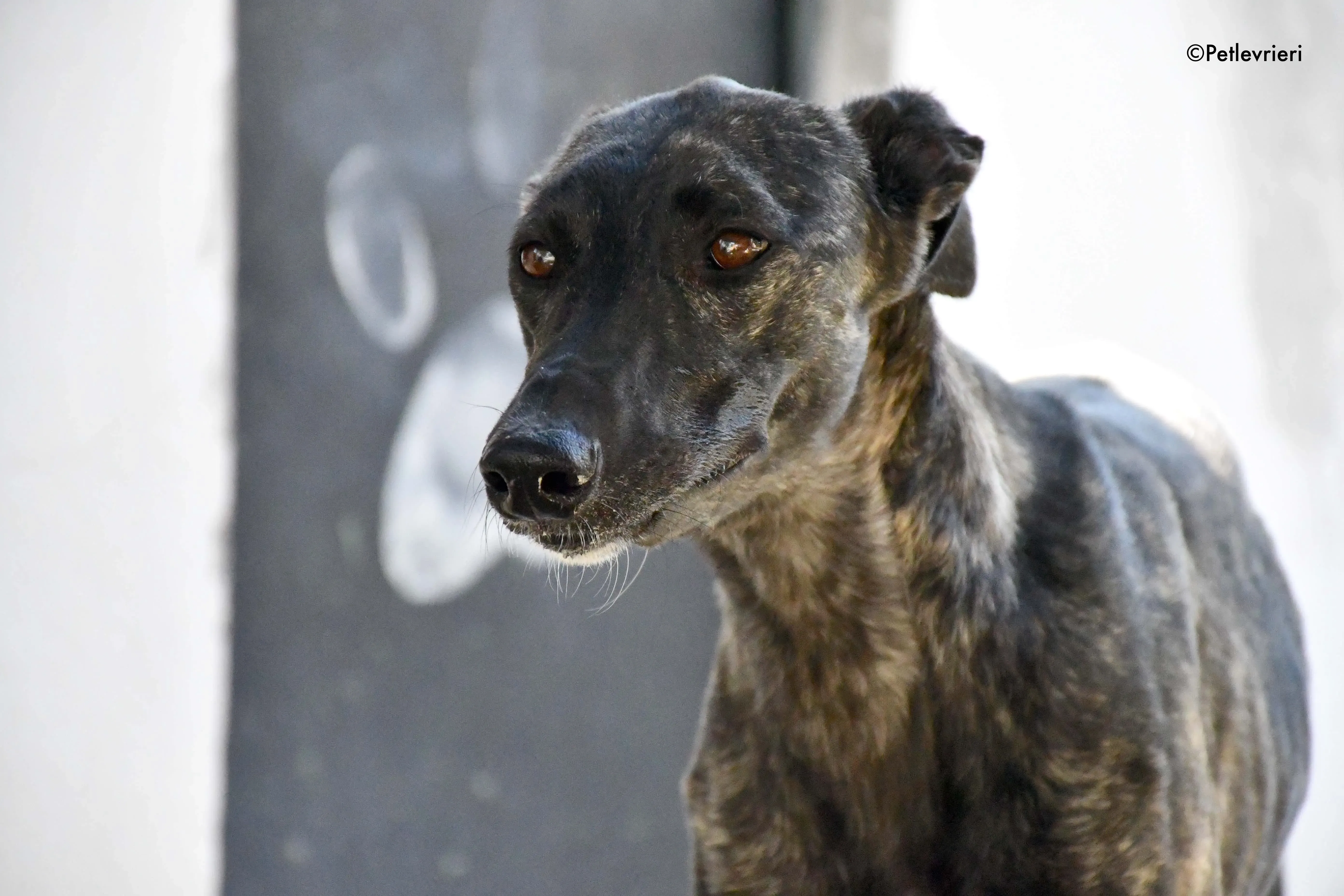 pilar adozione levrieri galgo 6